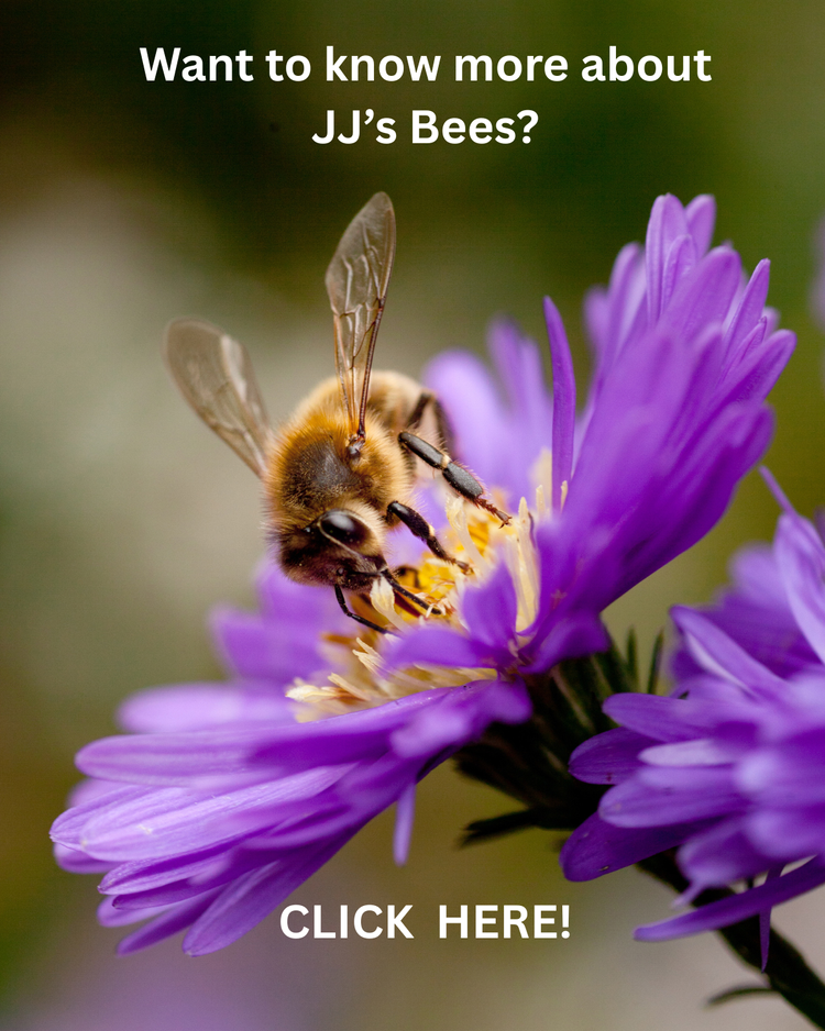 Want to know more about JJ's bees? A honeybee on a purple aster