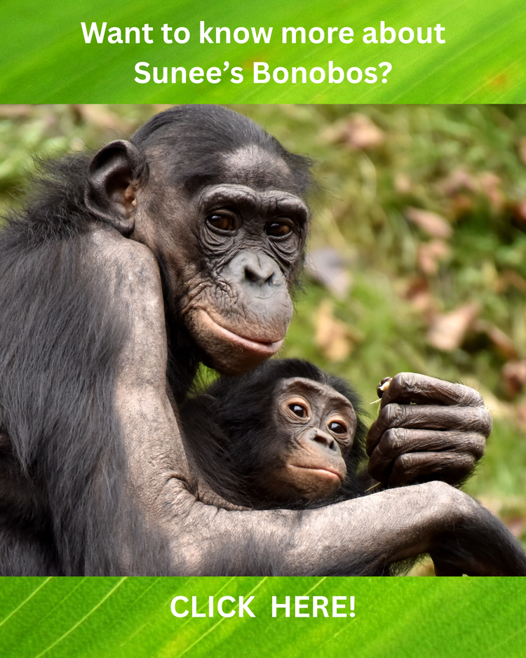 Want to know more about Sunee's bonobos? A mother bonobo holding her baby
