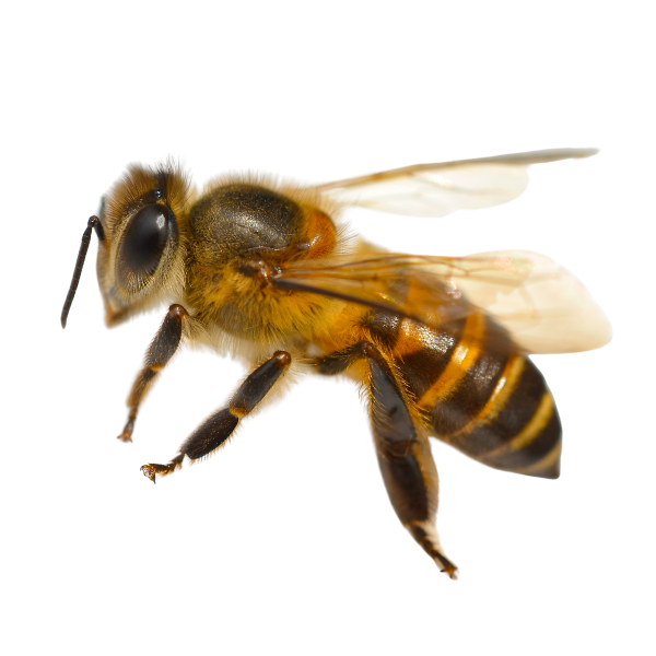 Flying honeybee