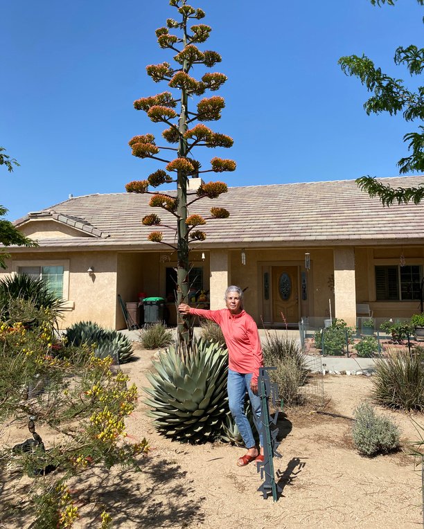 This is Barbara Marrs with her century plant that blossomed last spring.  It was nearly 18 feet  tall! And, boy, did the bees love the pollen and nectar from these flower clusters.