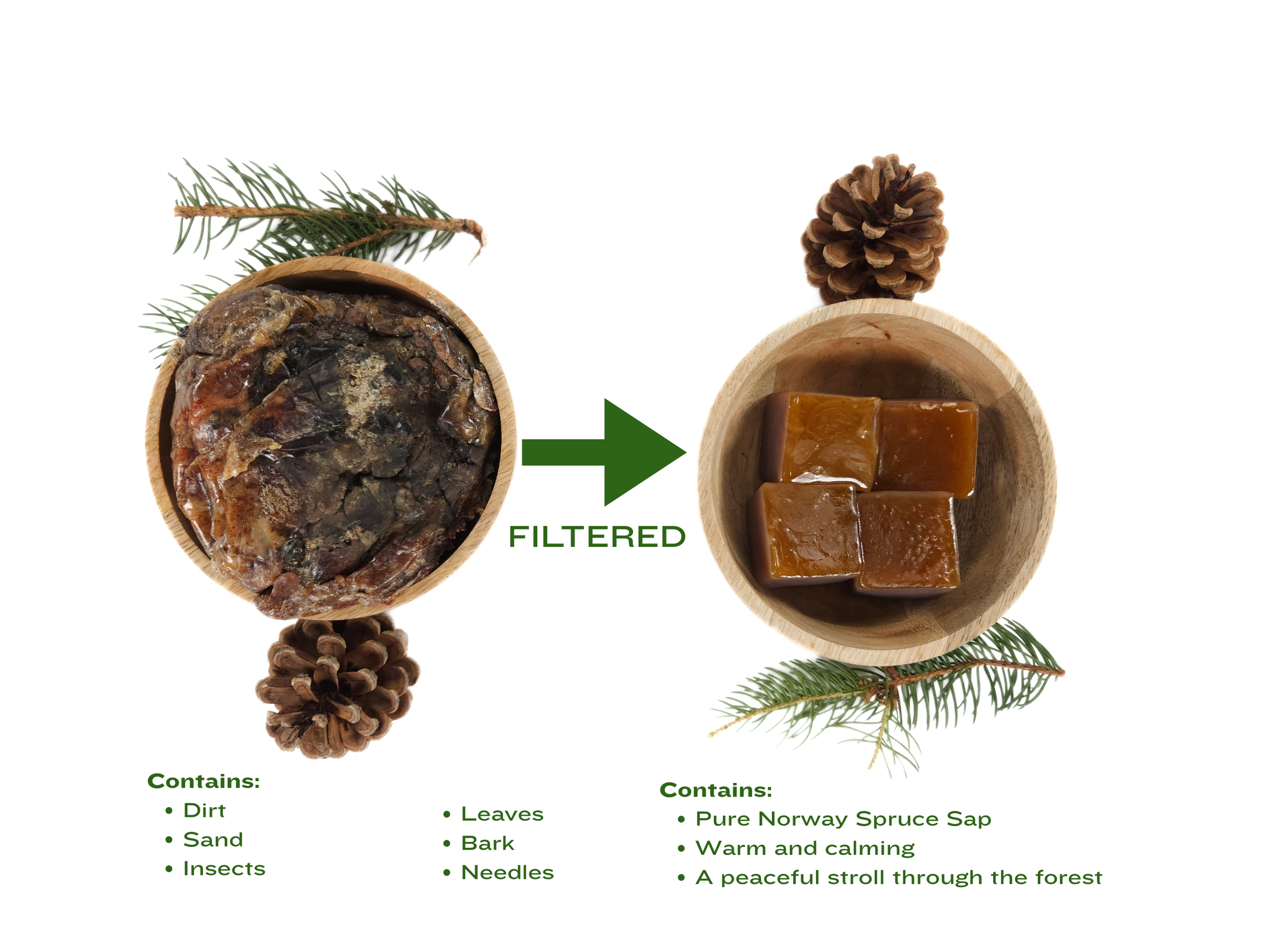 Norway Spruce Resin Photo 5.png