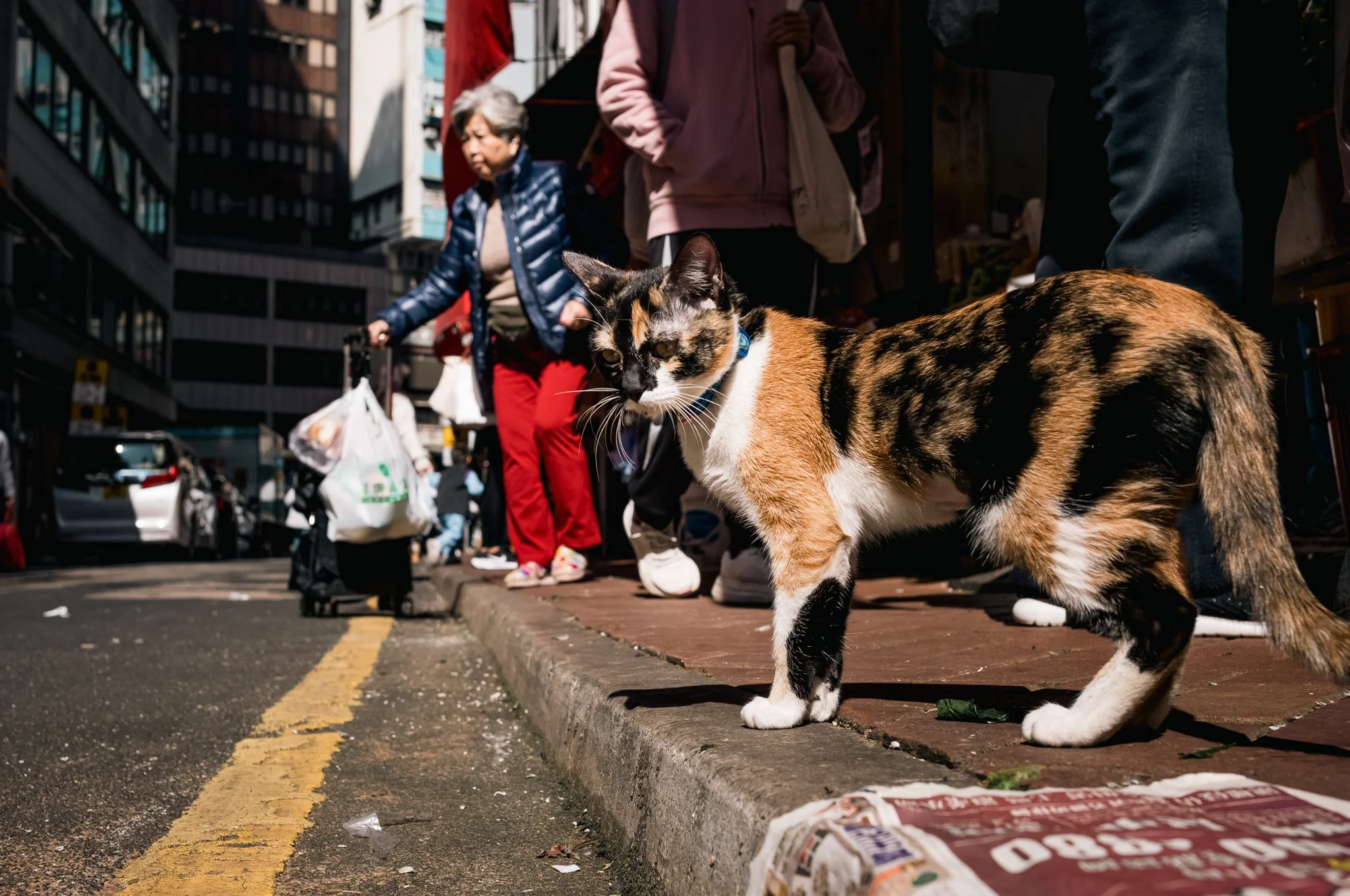 A calico cat with black, orange, and white fur standing on a city sidewalk near a curb, with people and buildings in the background.