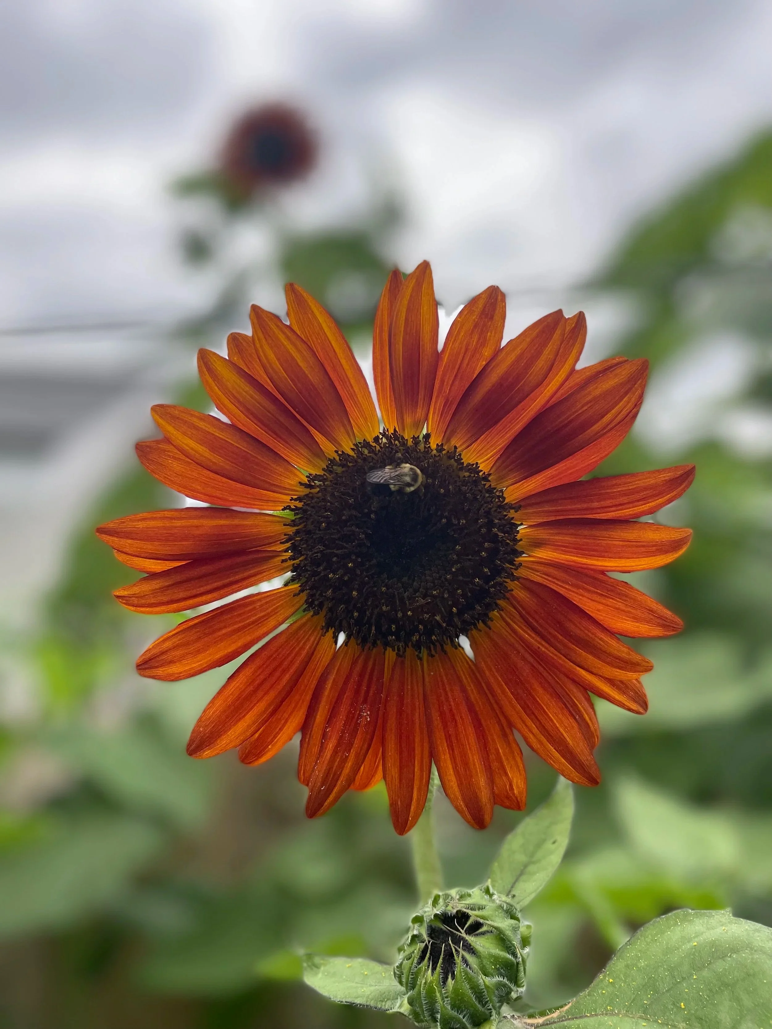 A close-up of a sunflower with orange petals and a dark center, surrounded by green leaves and a blurred background.