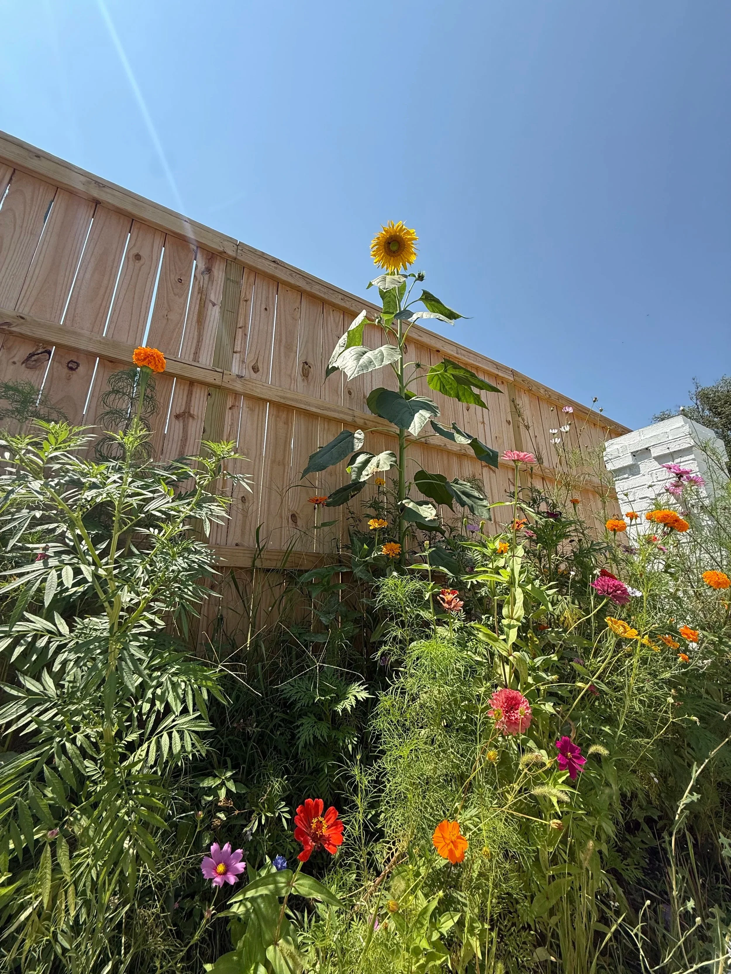 Sunflower growing taller than surrounding flowers in a garden with a wooden fence and a clear blue sky.