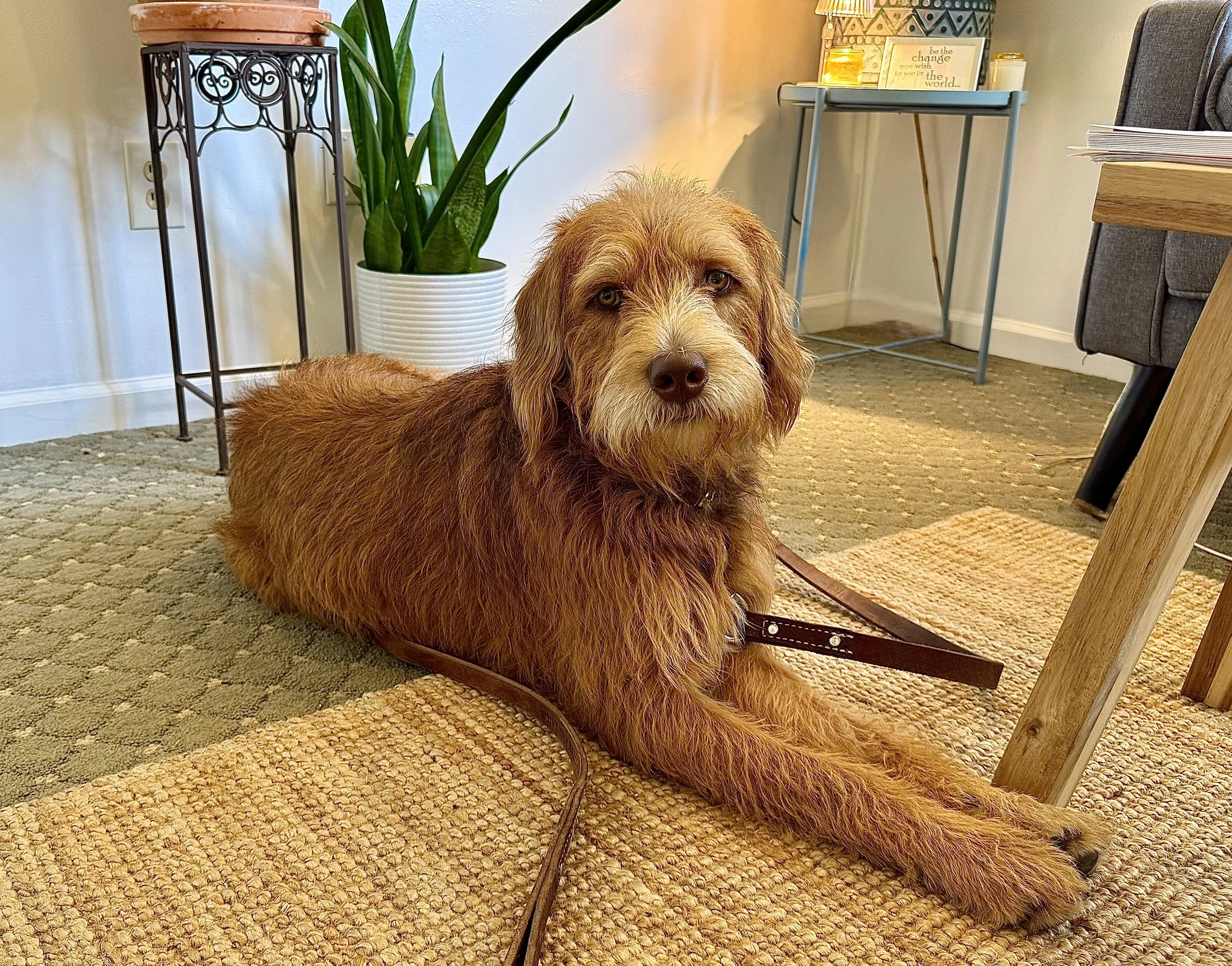 A brown dog lying on a textured beige rug in a cozy living room, with a potted plant, a small table with candles, and framed artwork in the background.