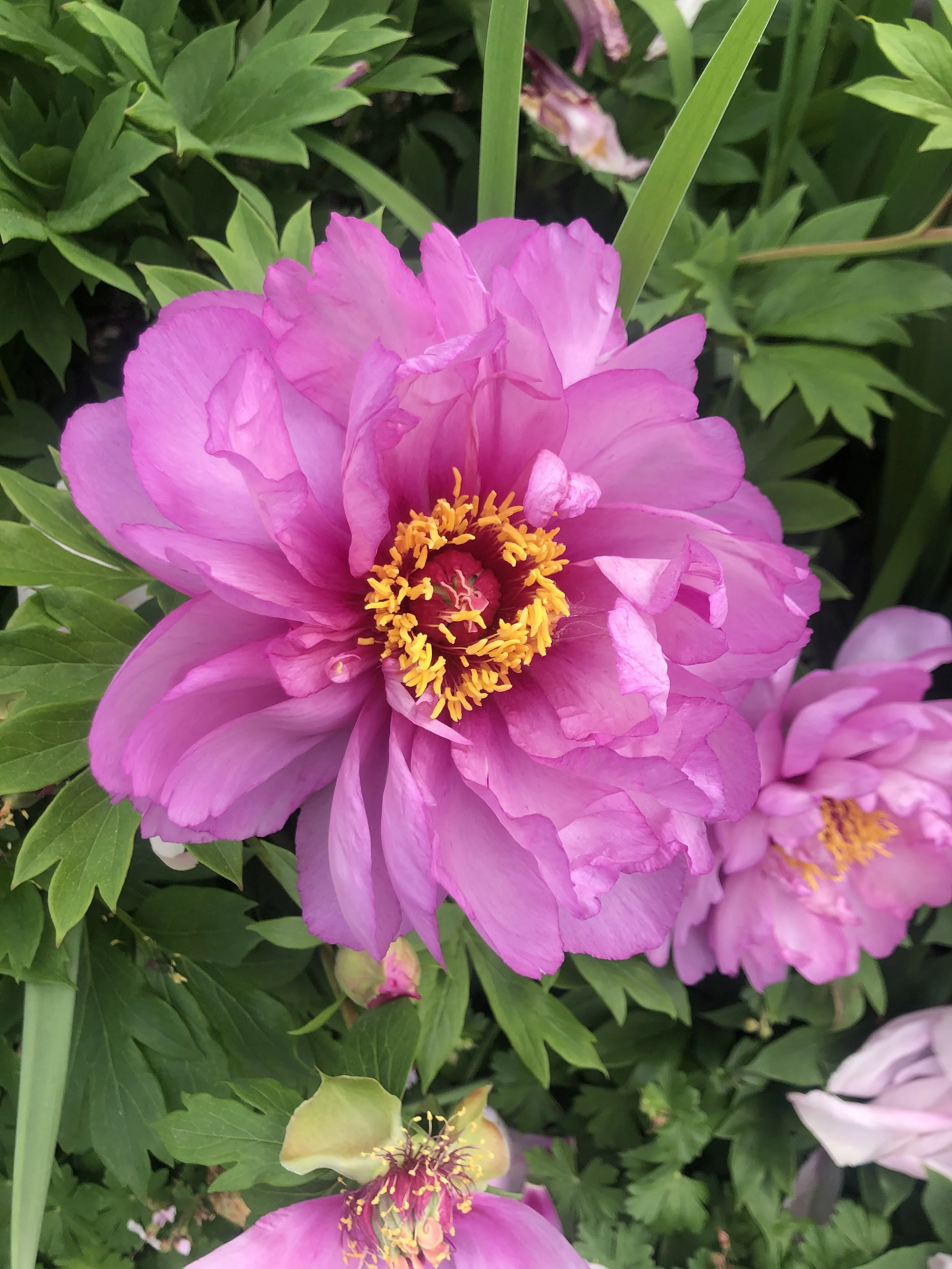 Close-up of a pink peony flower with yellow stamen, surrounded by green foliage.