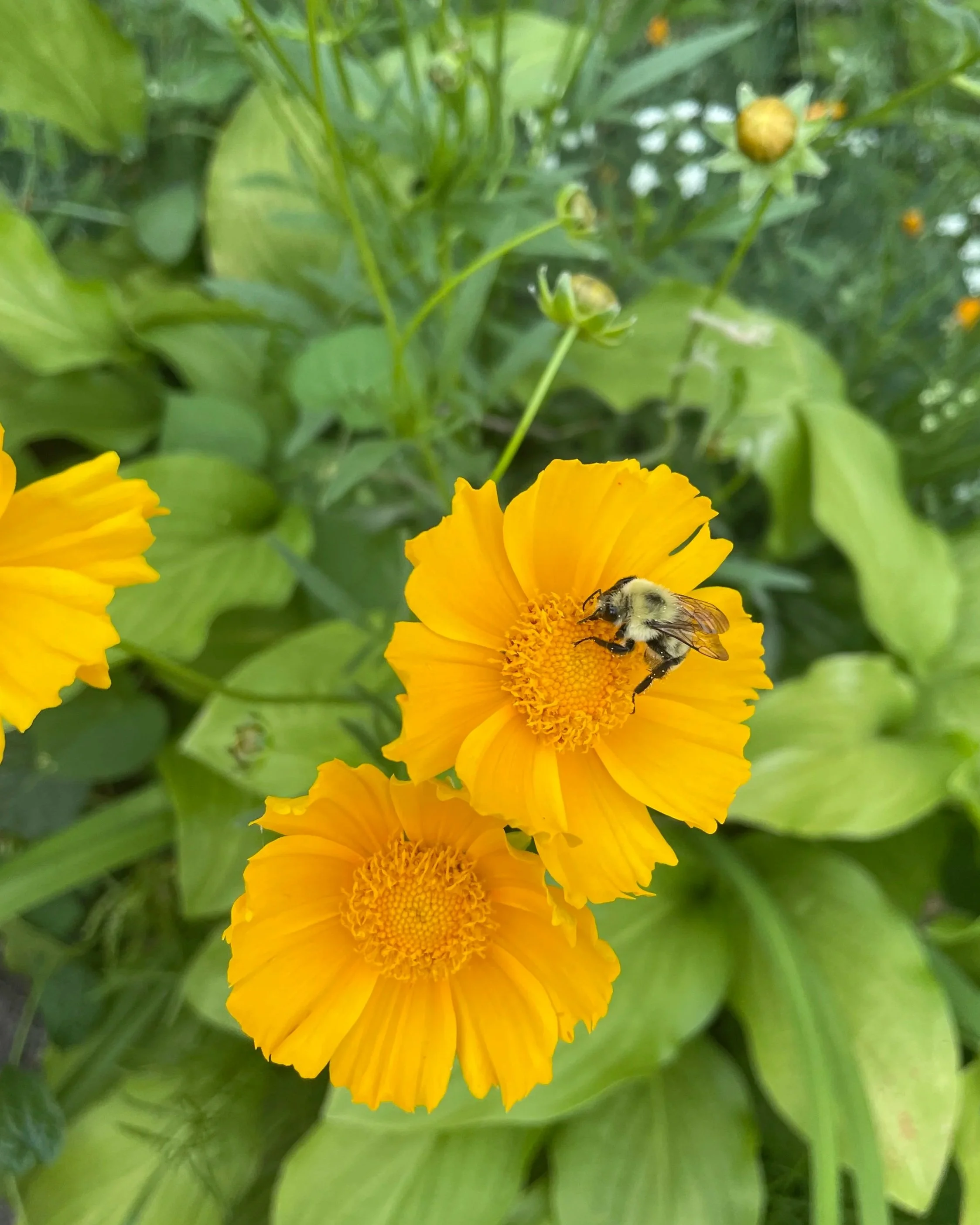 Yellow flowers with a bee on one of them, surrounded by green leaves.