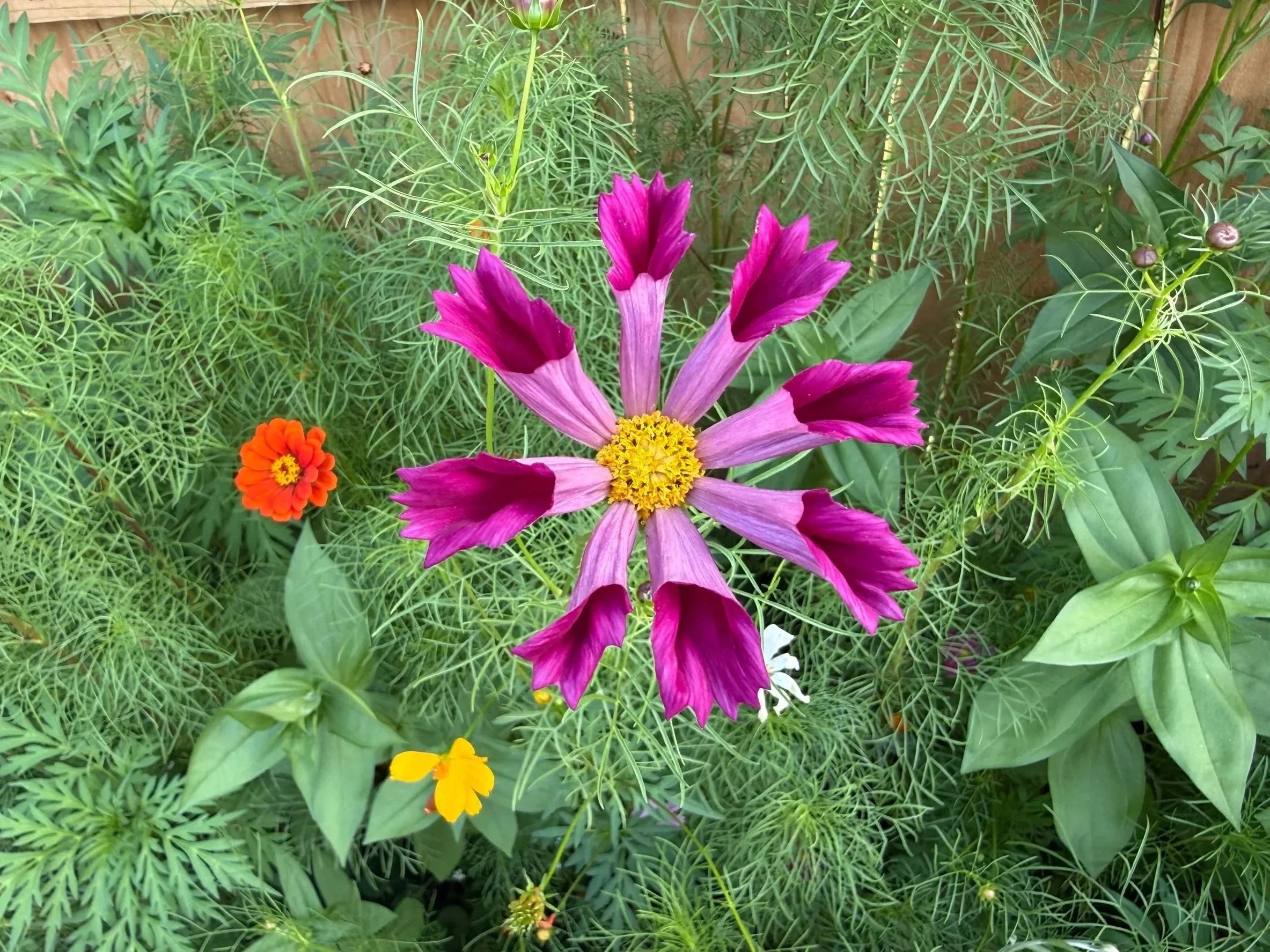 A vibrant garden scene with various flowers, including a large purple and pink daisy-like flower, small yellow, orange, and purple flowers, and lush green foliage surrounding them.