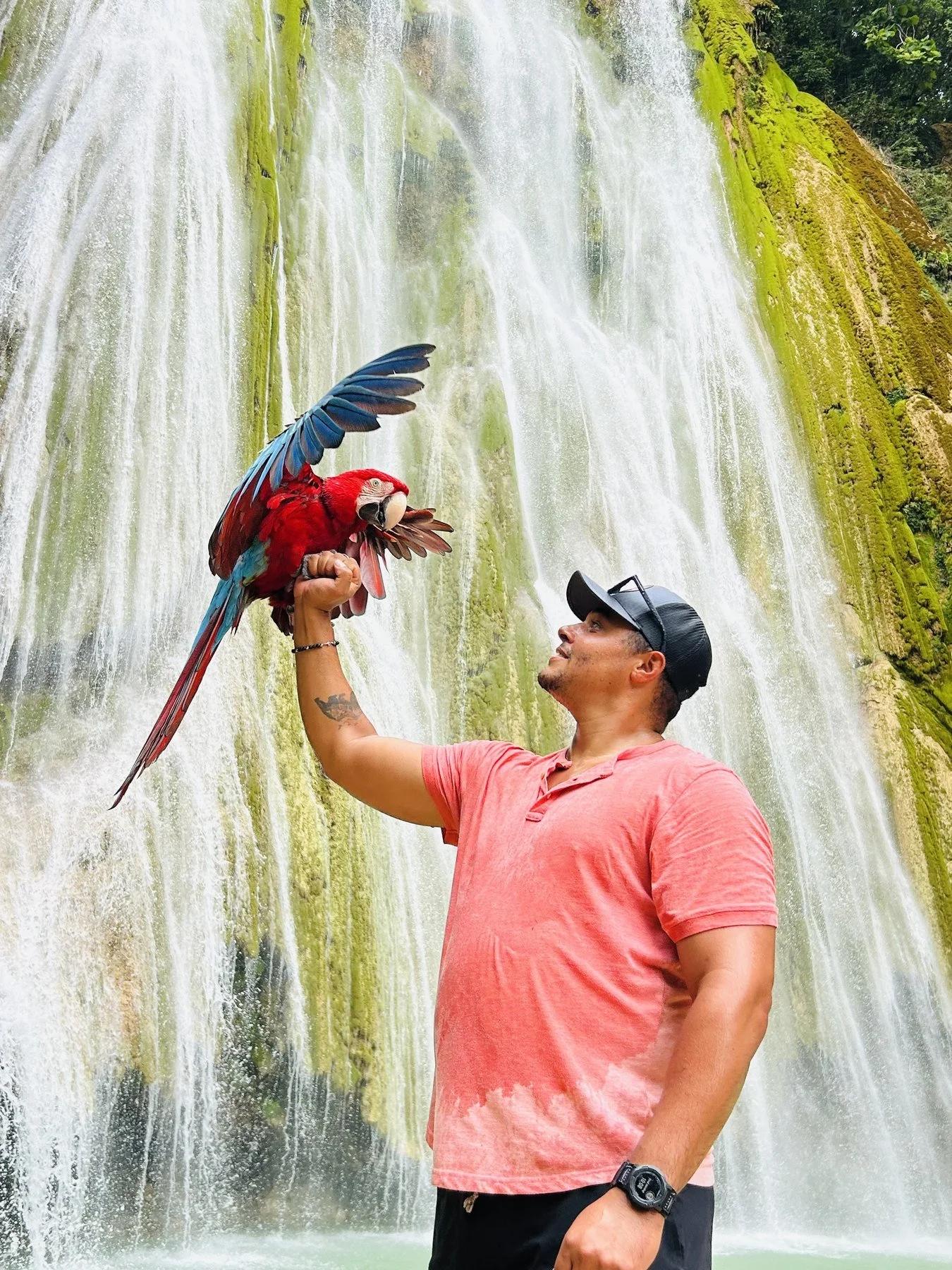 A macaw beside a waterfall near Las Terrenas, Dominican Republic.