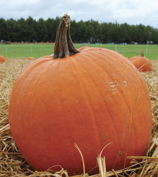 One Extra Large Pumpkin Add-On