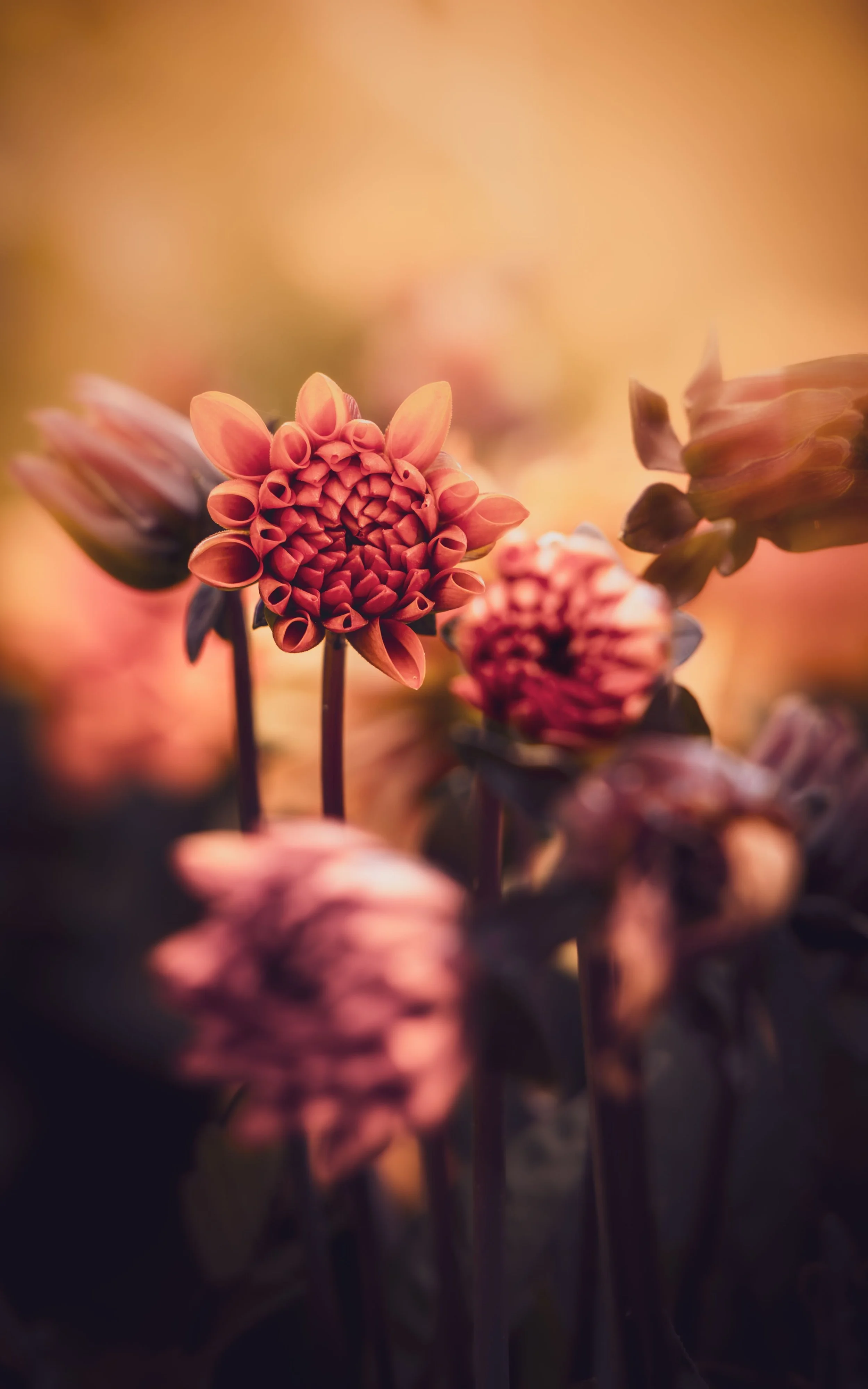 Close-up of pinkish-orange dahlias with blurred background.