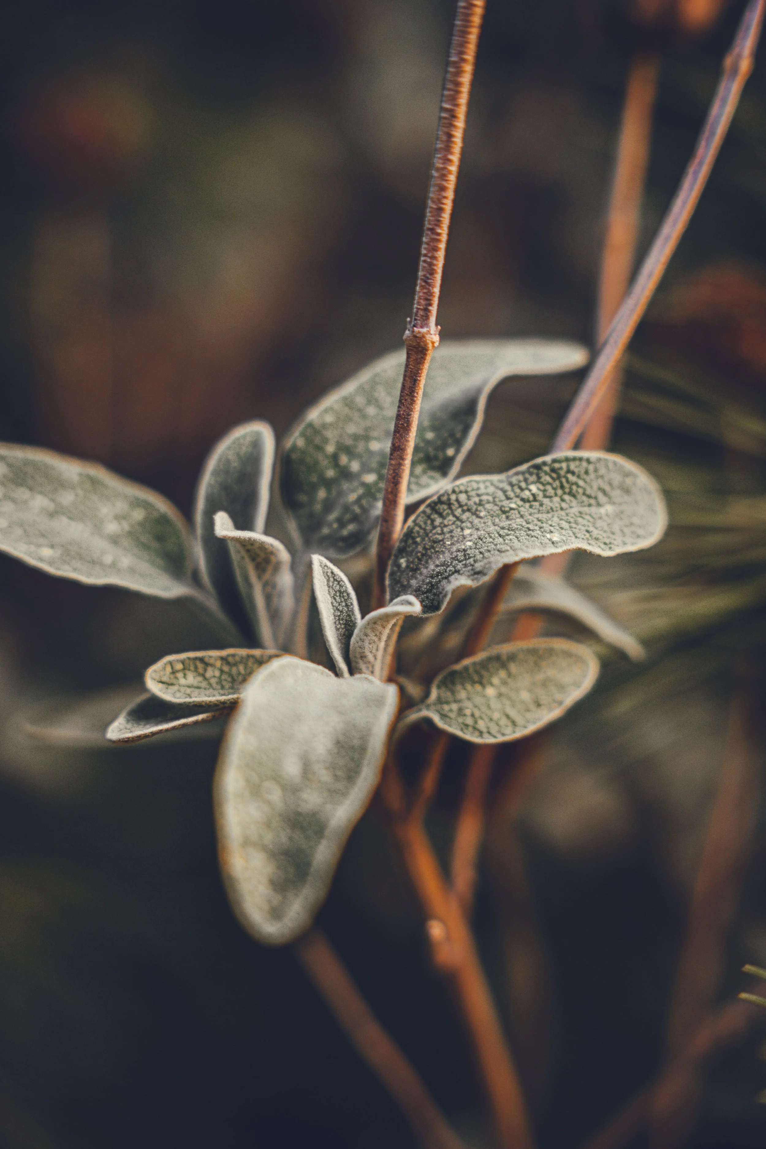 Close-up of dusty sage plant with green-gray leaves and reddish stems.