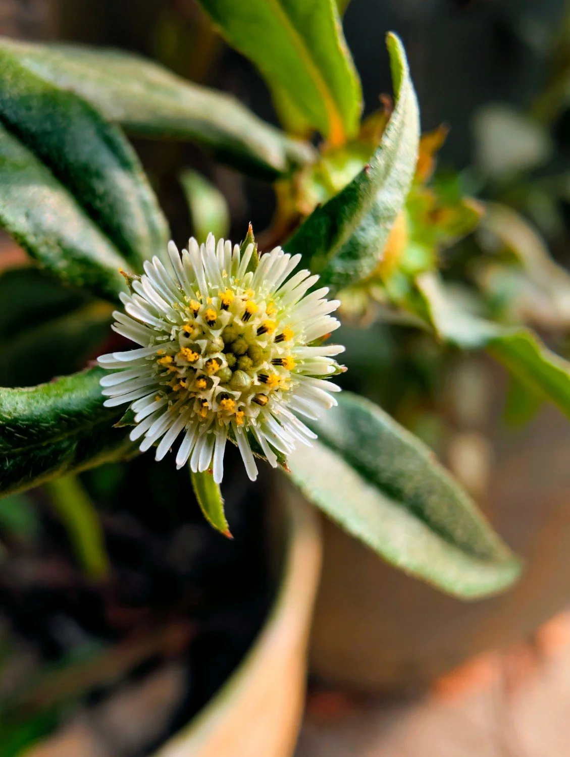 Explore free Ayurveda resources, including a dosha quiz, practical ritual guides, podcast episodes, and tools to help you understand your body.