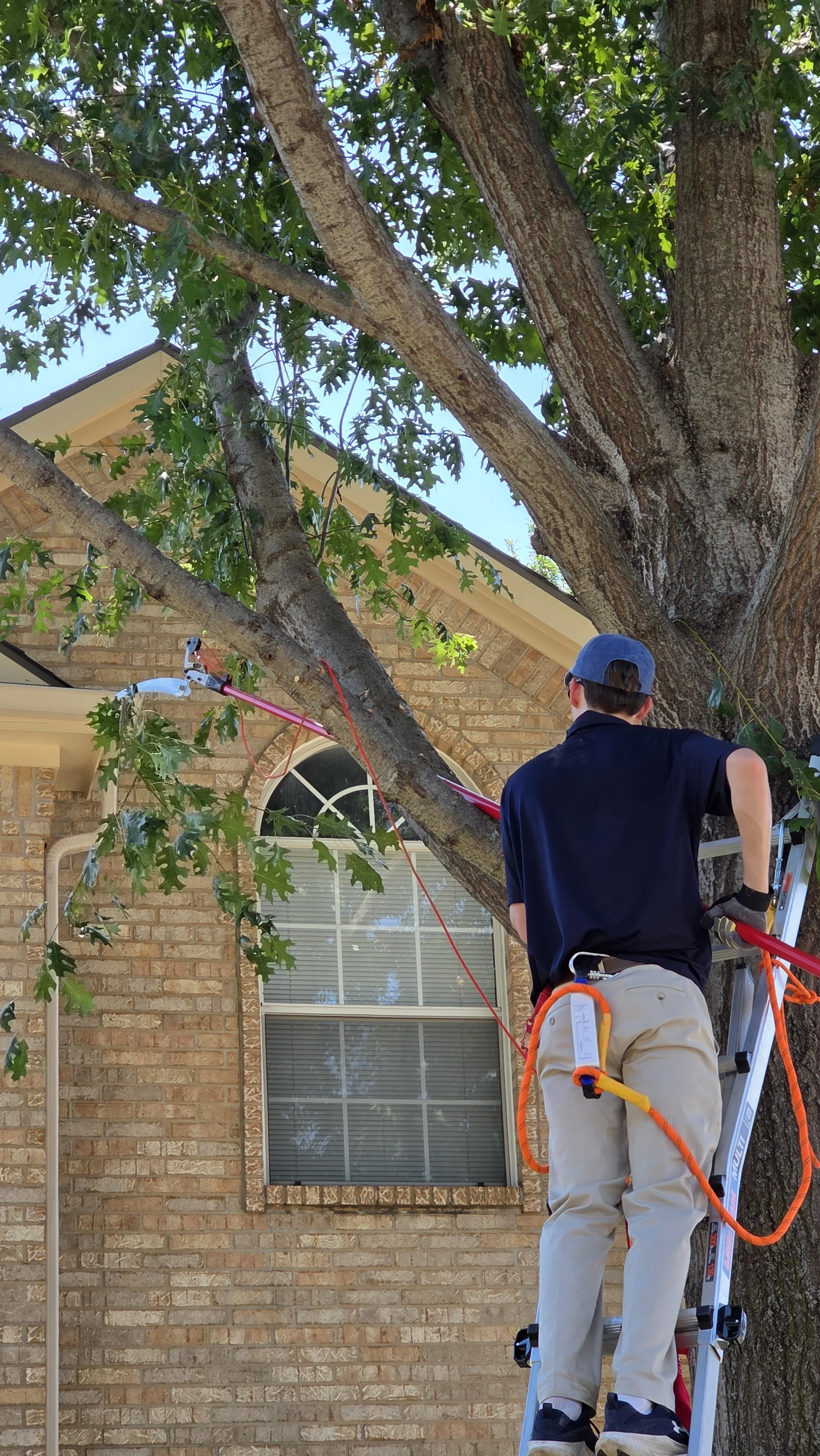 Tree Trimming
