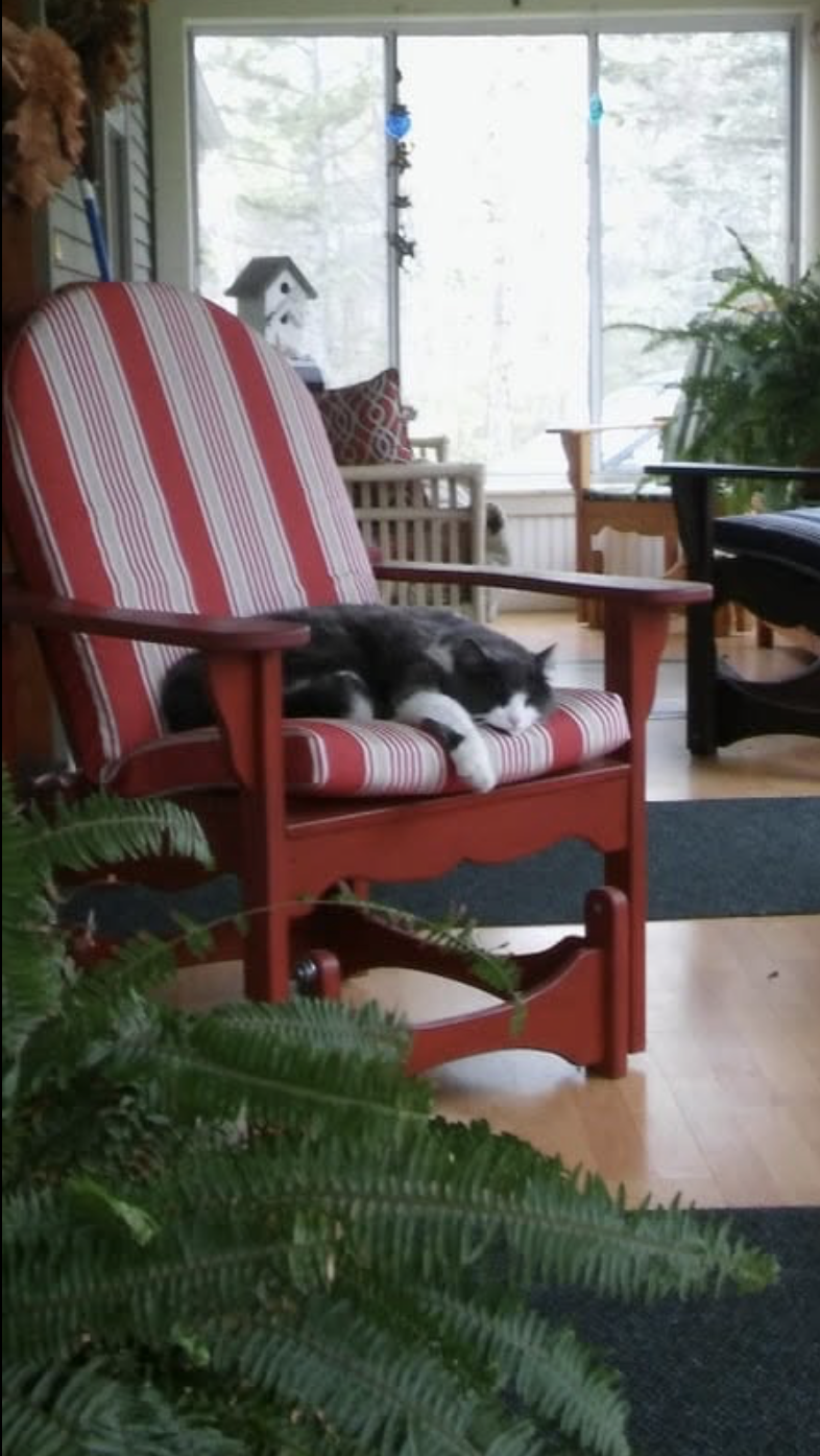 A black and white cat is sleeping on a red and white striped chair in a sunlit room with large windows, plants, and various furniture.