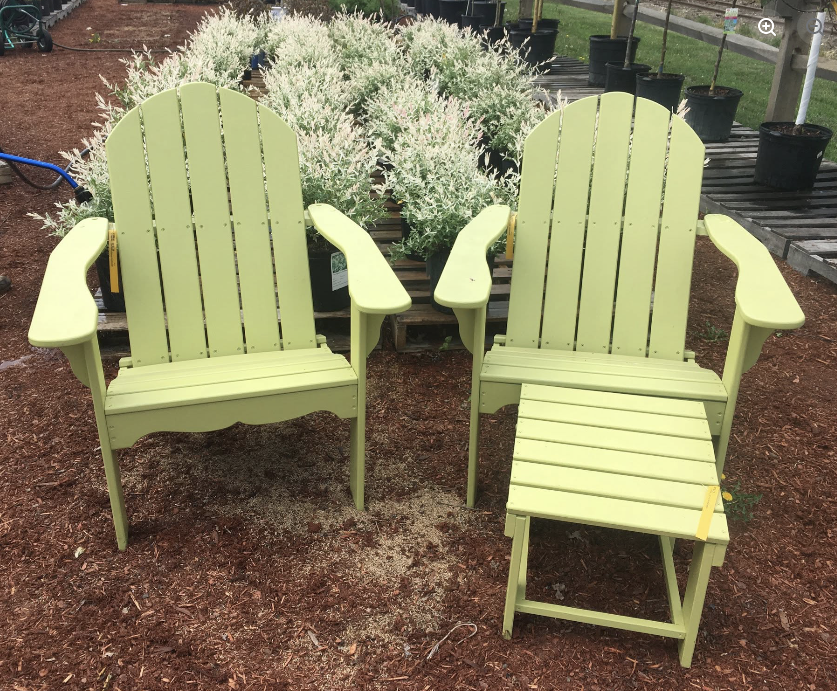 Two lime green Adirondack chairs and a matching ottoman in a garden, with white and green variegated shrubs and potted plants in black containers behind them. The ground is covered with reddish mulch.
