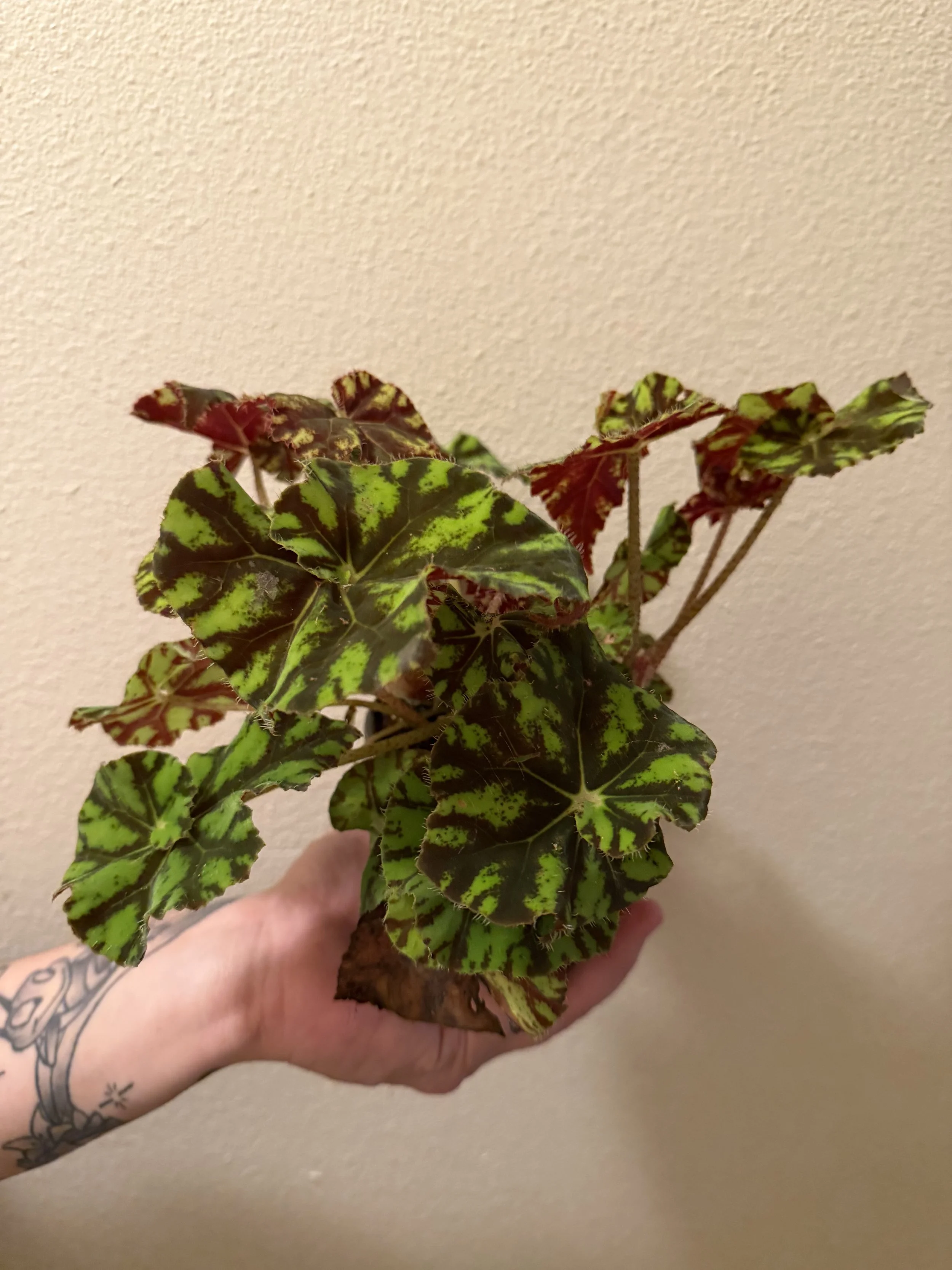 Assorted Hybrid Begonia 4"
