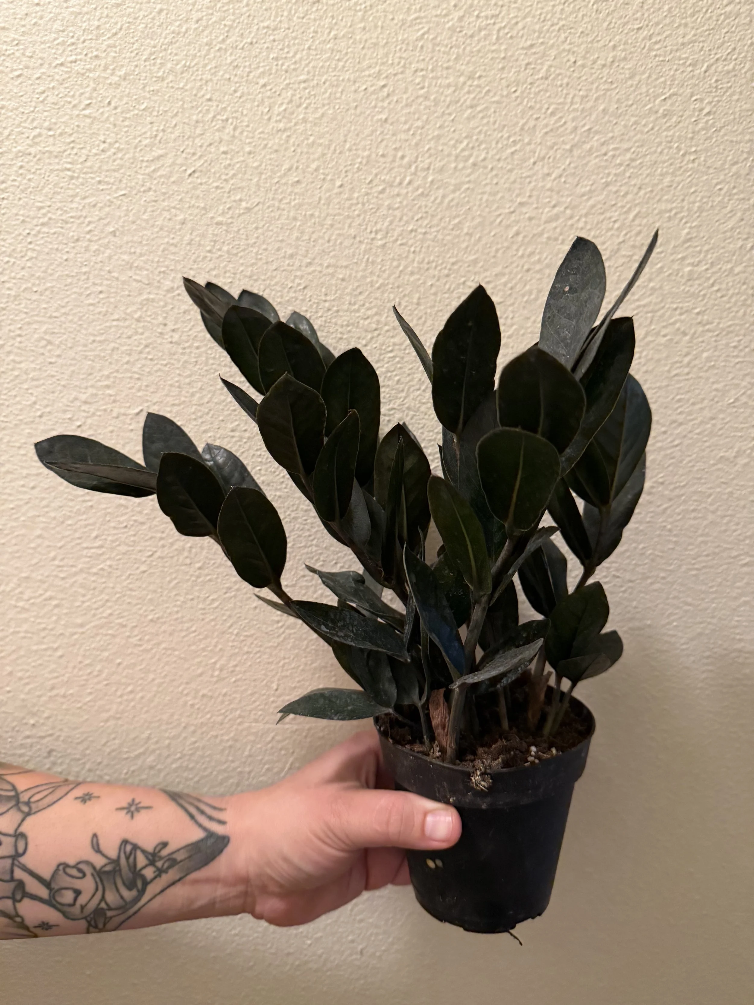 Black Queen ZZ Plant 4"