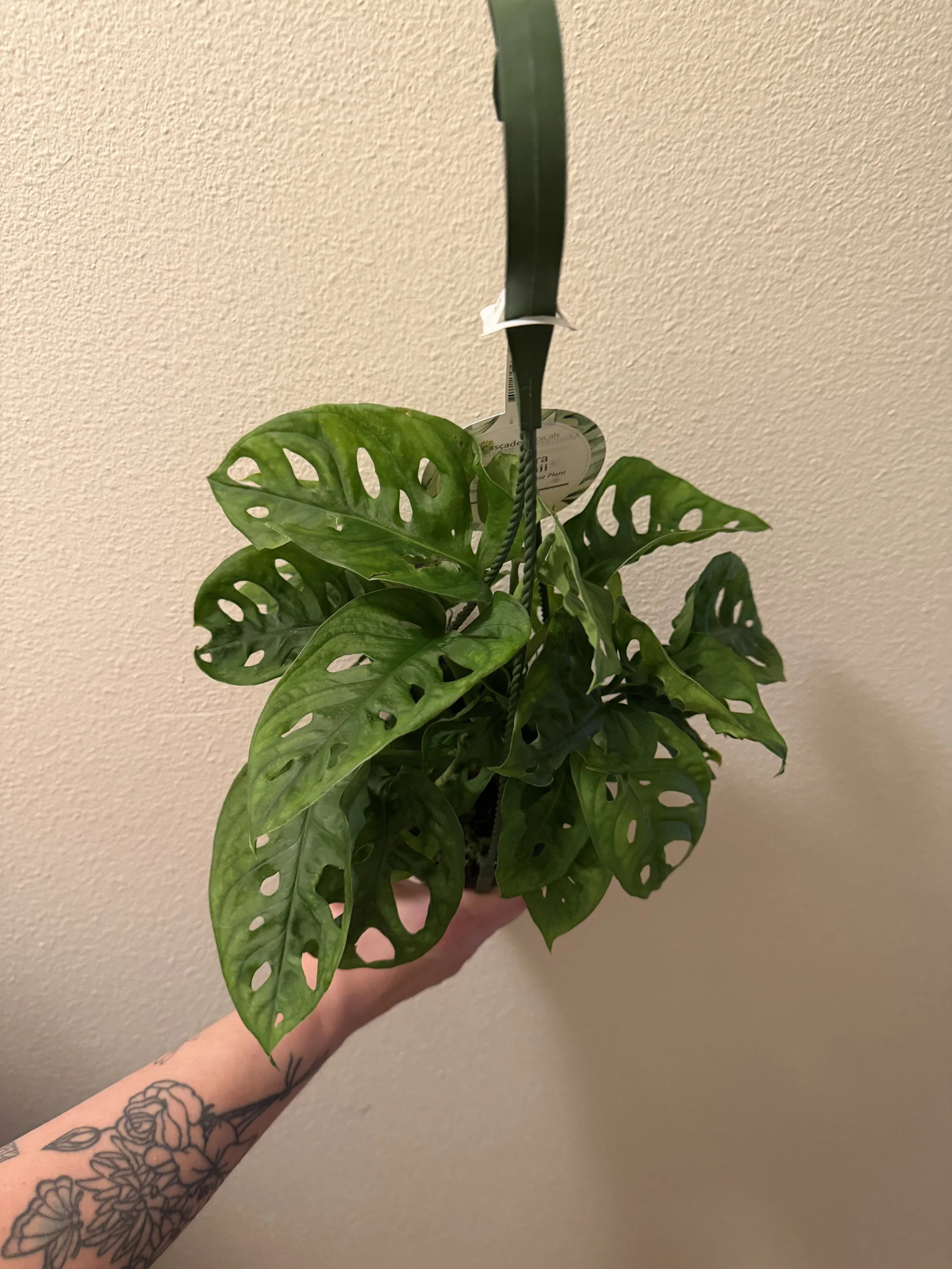 Monstera Swiss Cheese 4" Hanging Basket