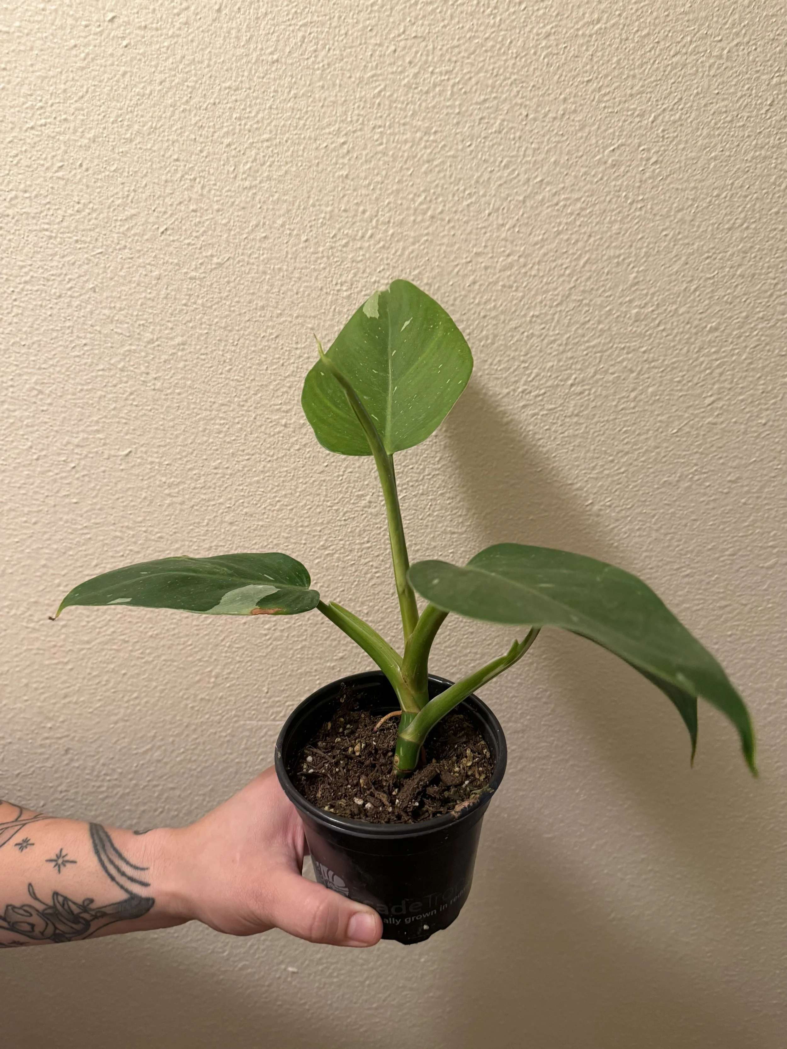 Green Congo Philodendron 4"