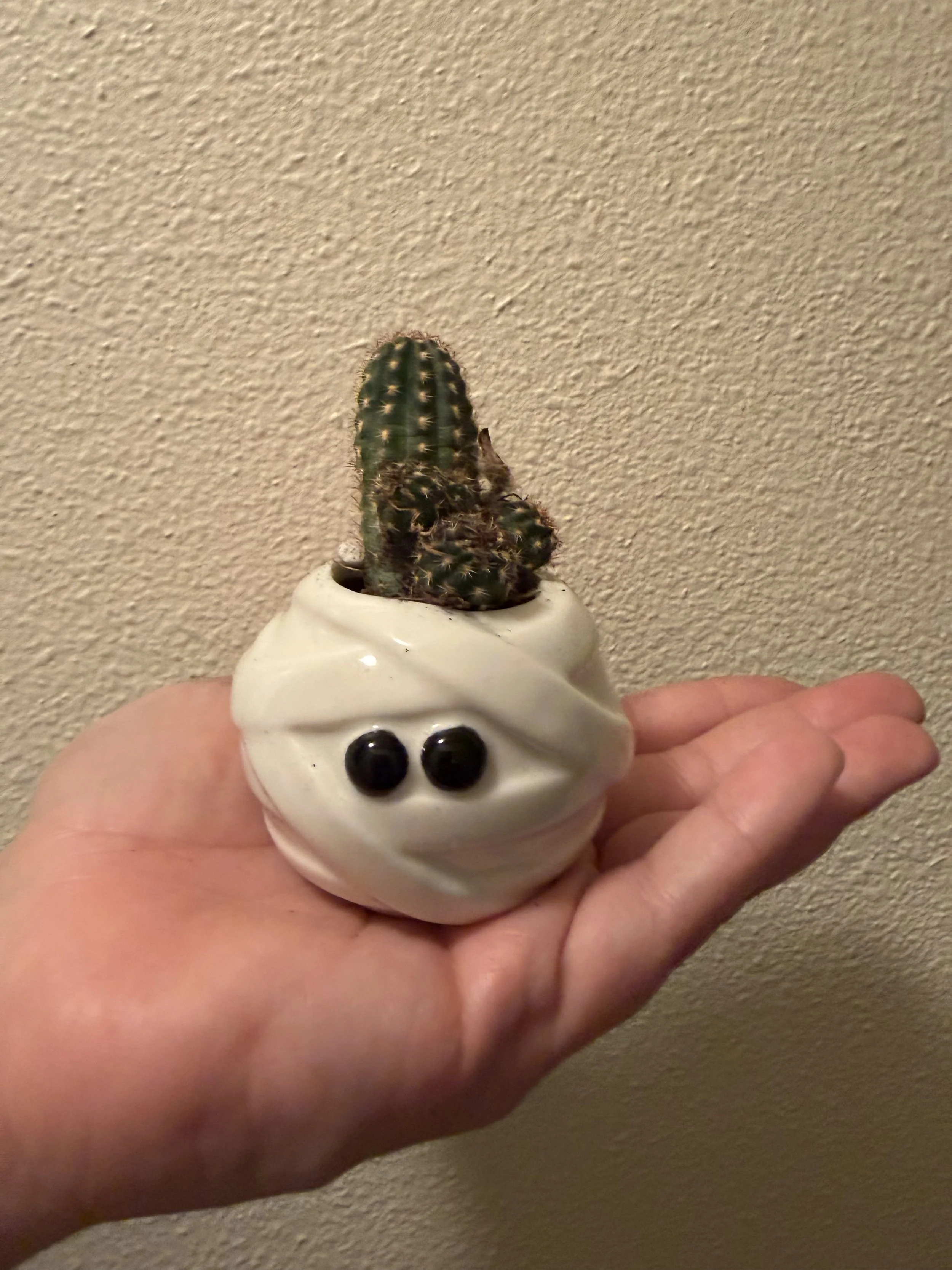 Mini Halloween Planters 🐈‍⬛