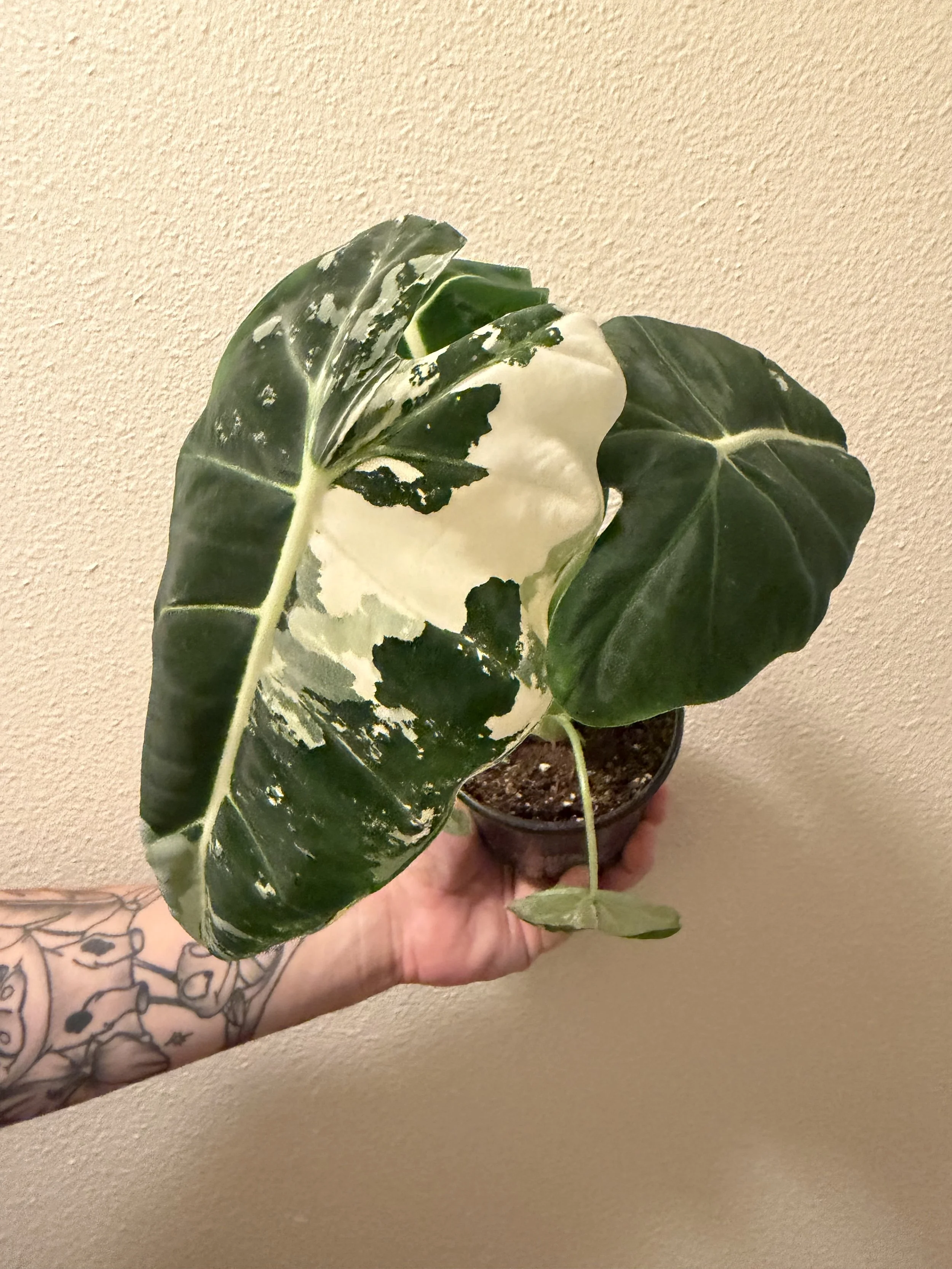 Variegated Alocasia Frydek 4"