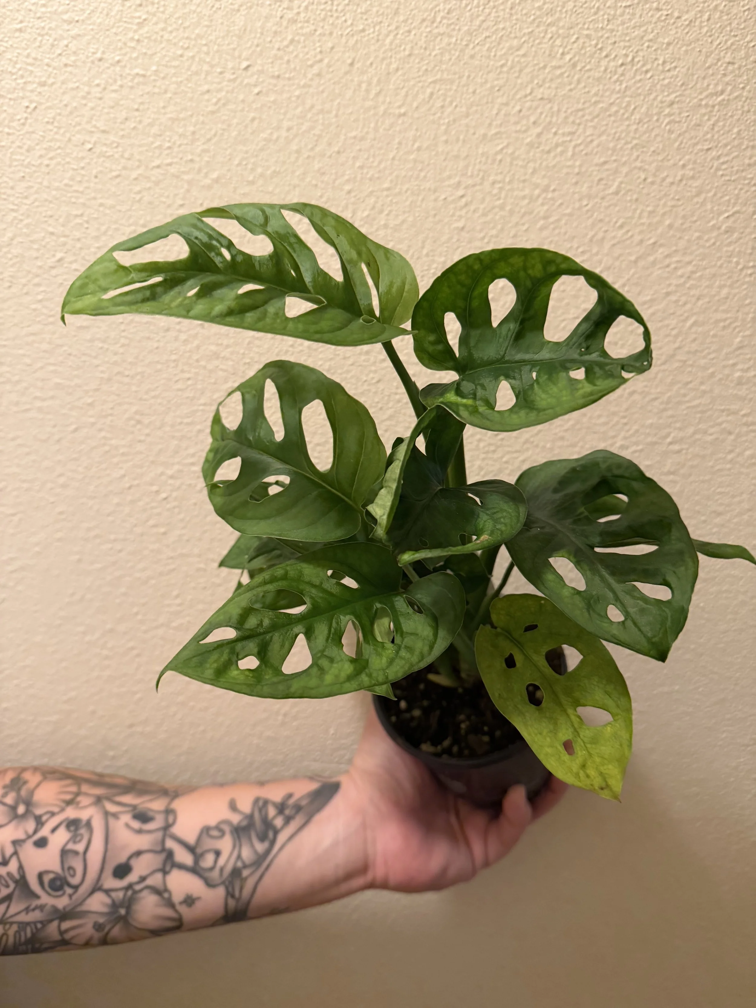 Monstera Swiss Cheese 4"