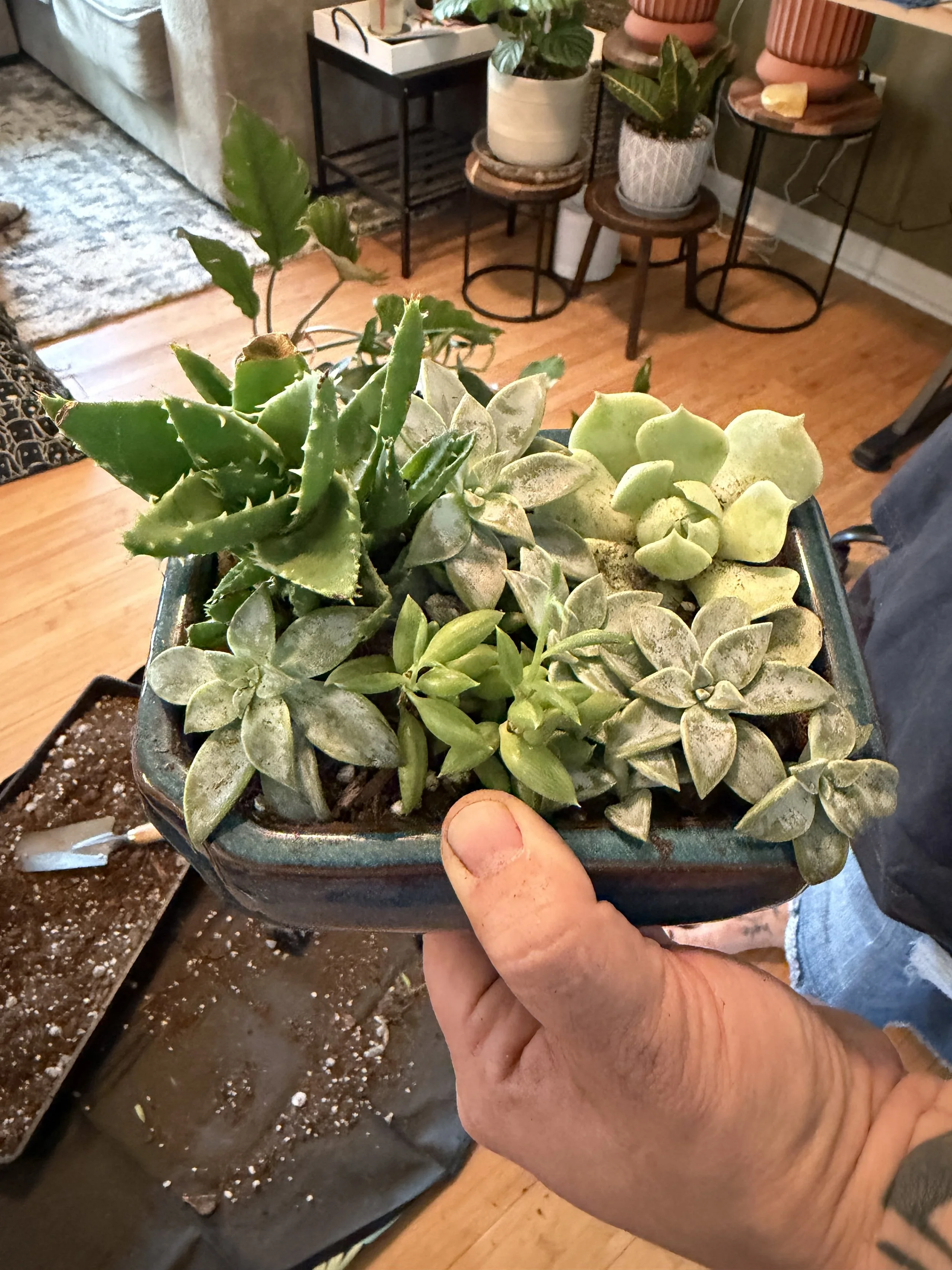6" Custom Succulent Arrangement