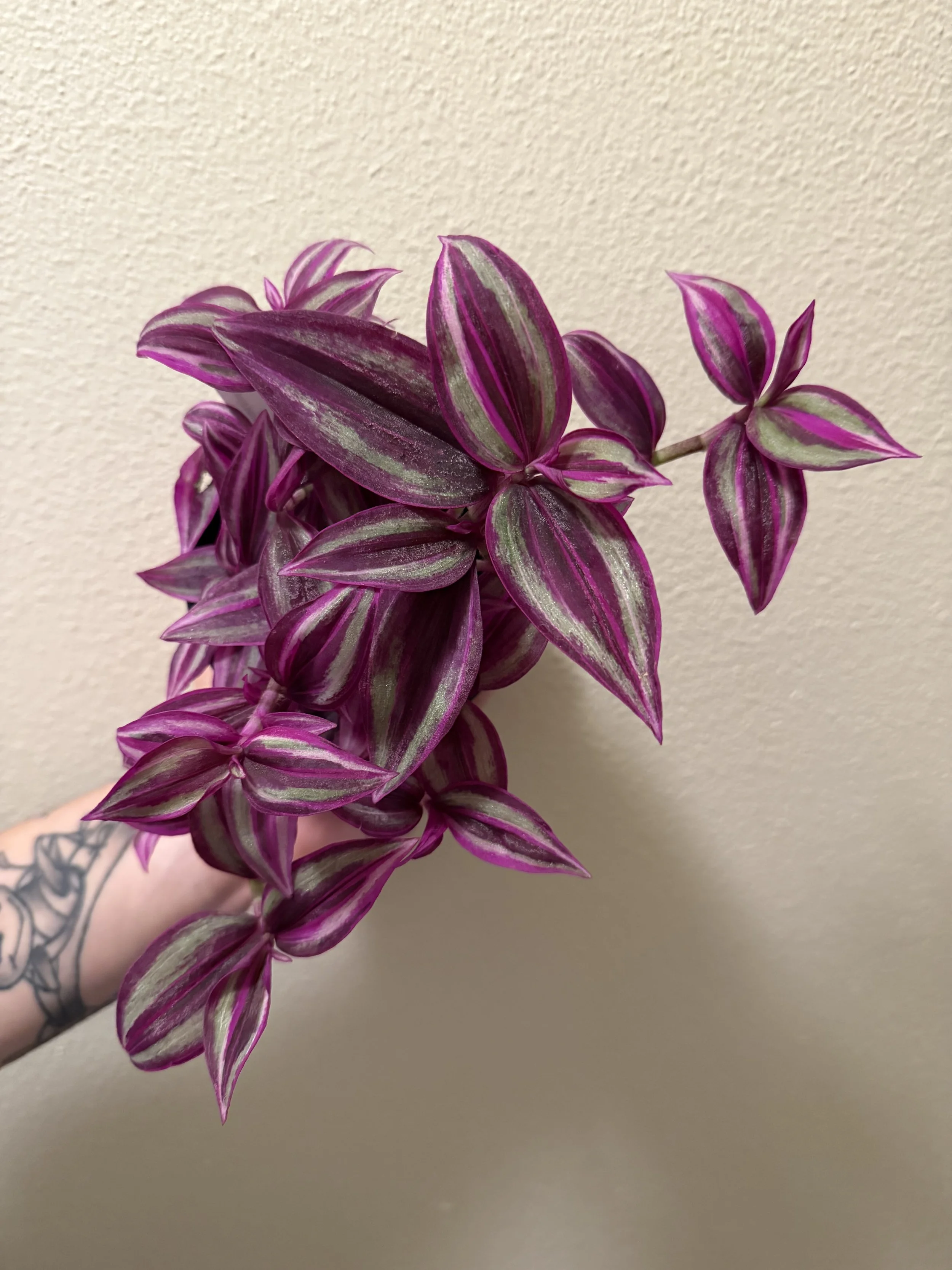 Tradescantia Pink Paradise 4"