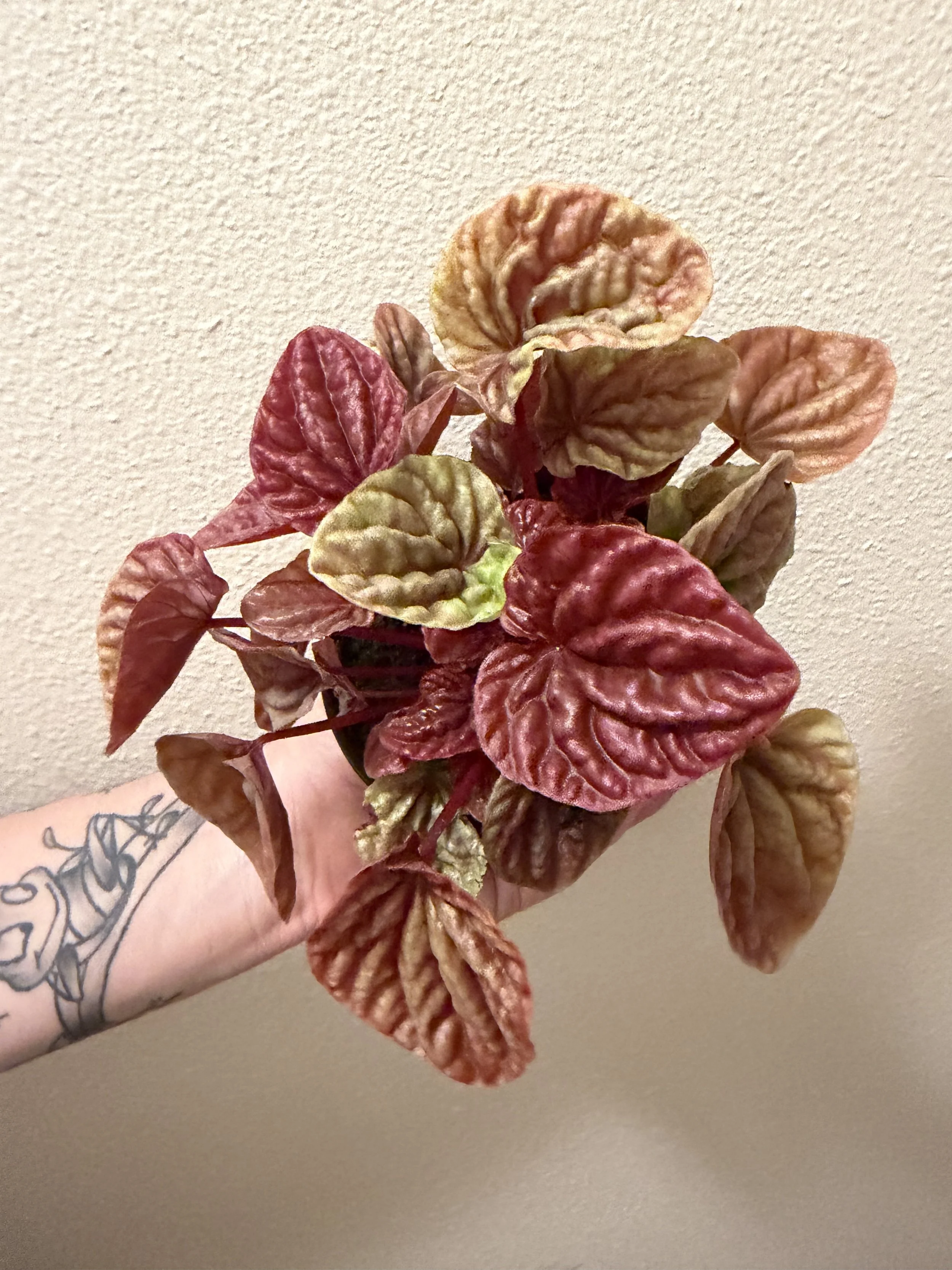 Red Ripple Peperomia 4"