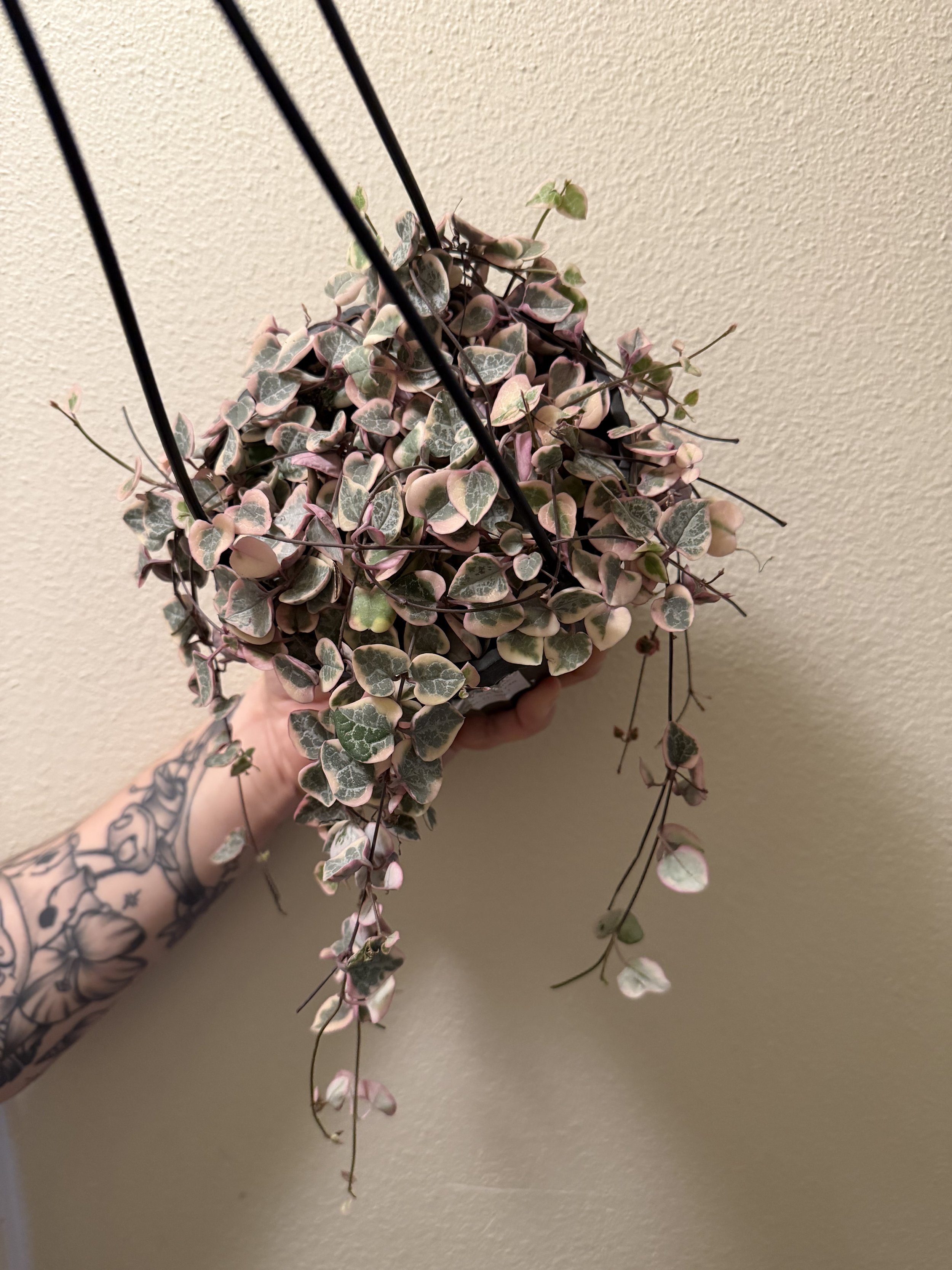 Variegated String of Hearts 6"