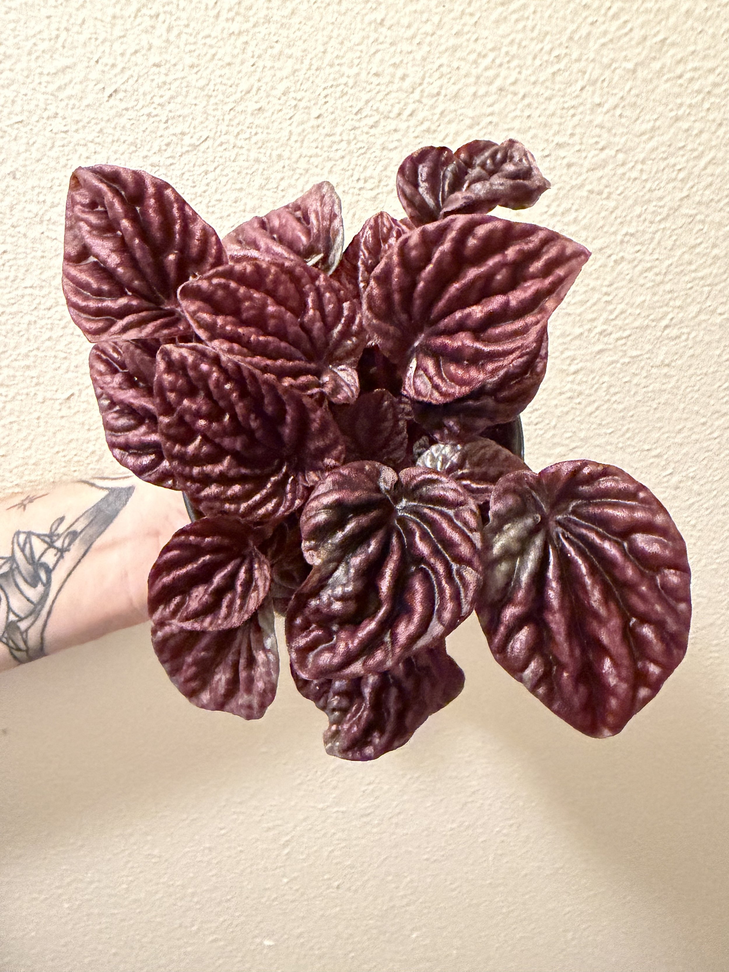 Red Luna Peperomia 4"