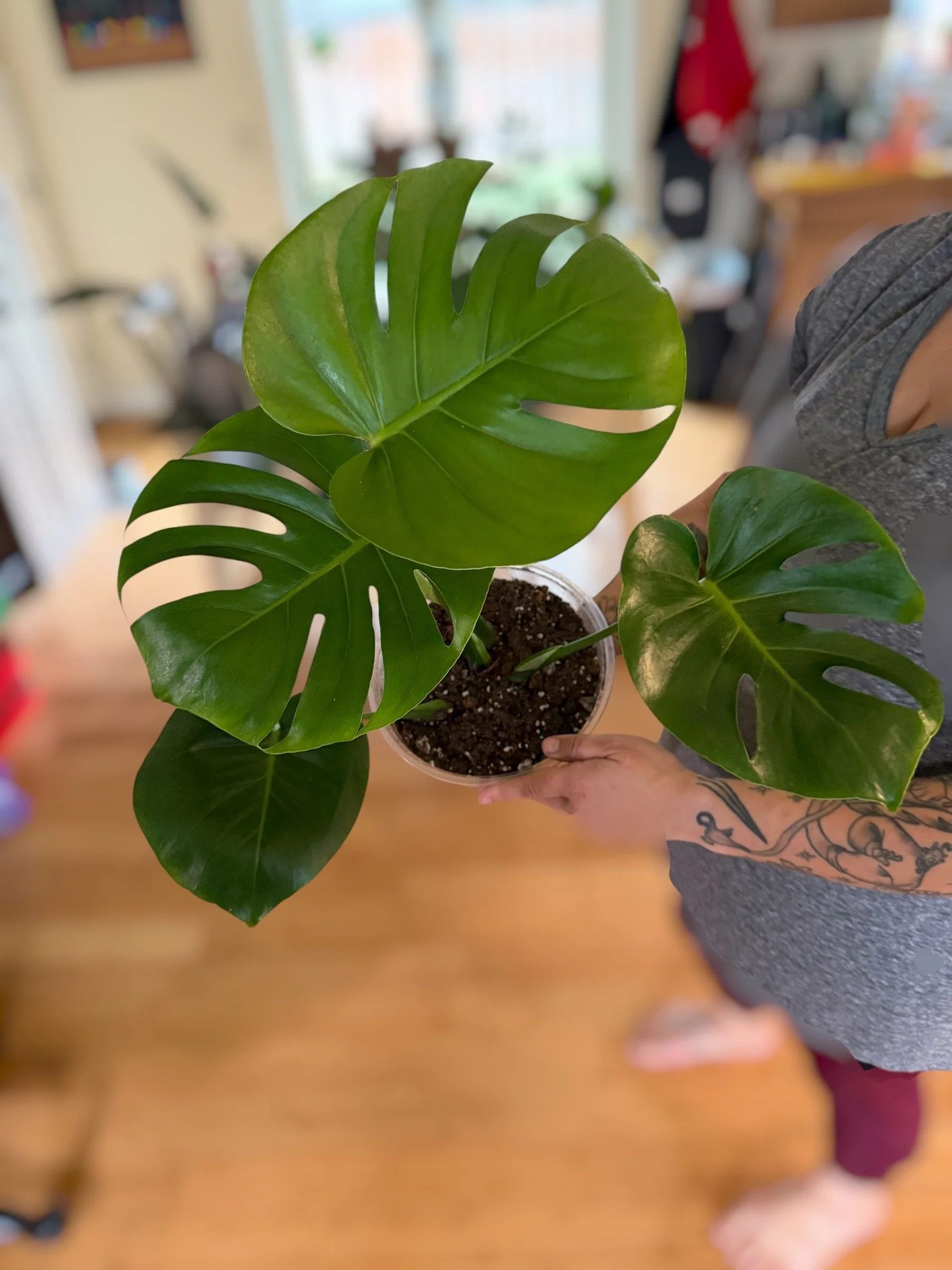 Monstera Deliciousa