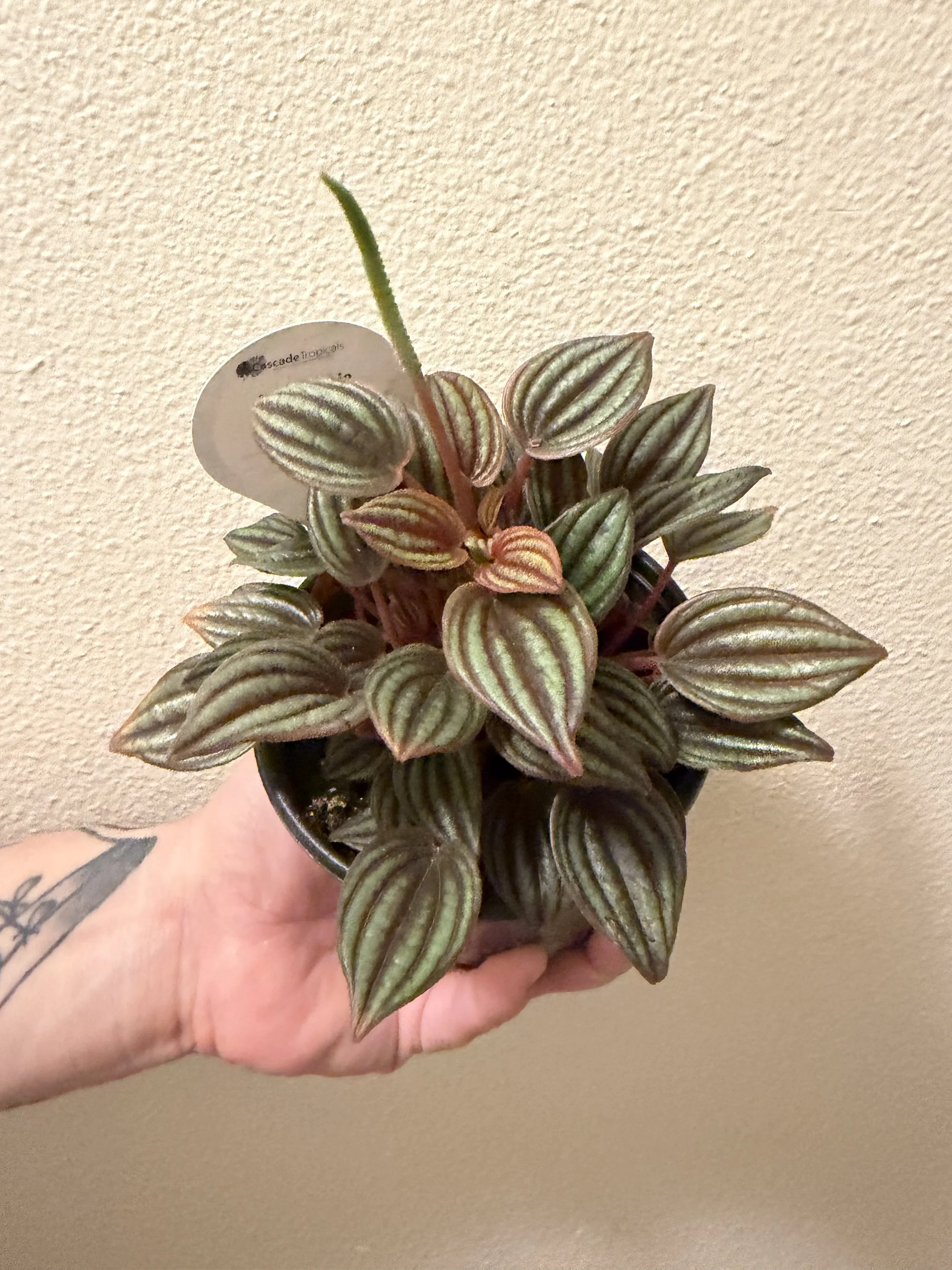 Stripped Peperomia 4"