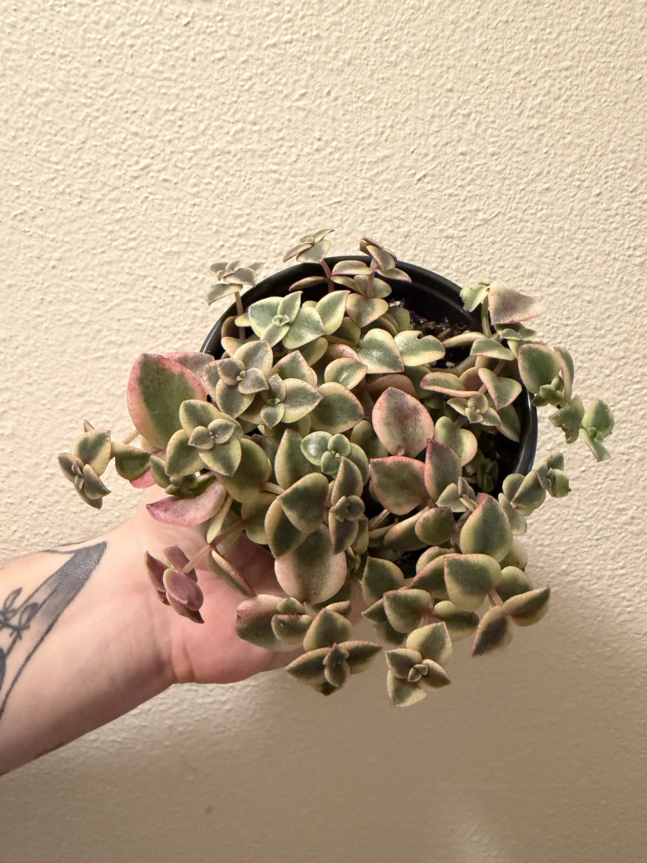 Variegated Calico Kitten 4"