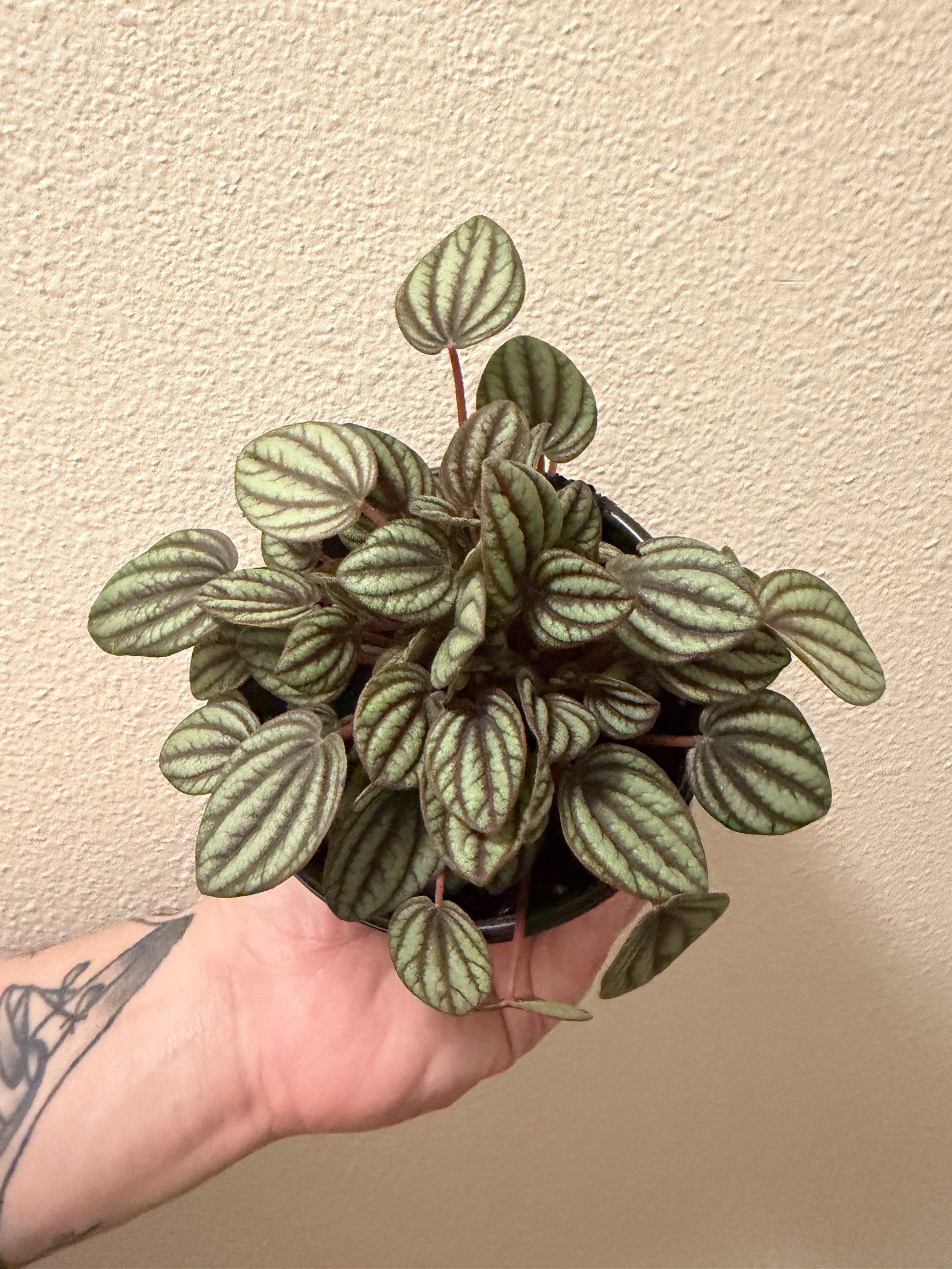 Piccolo Banda Peperomia 4"