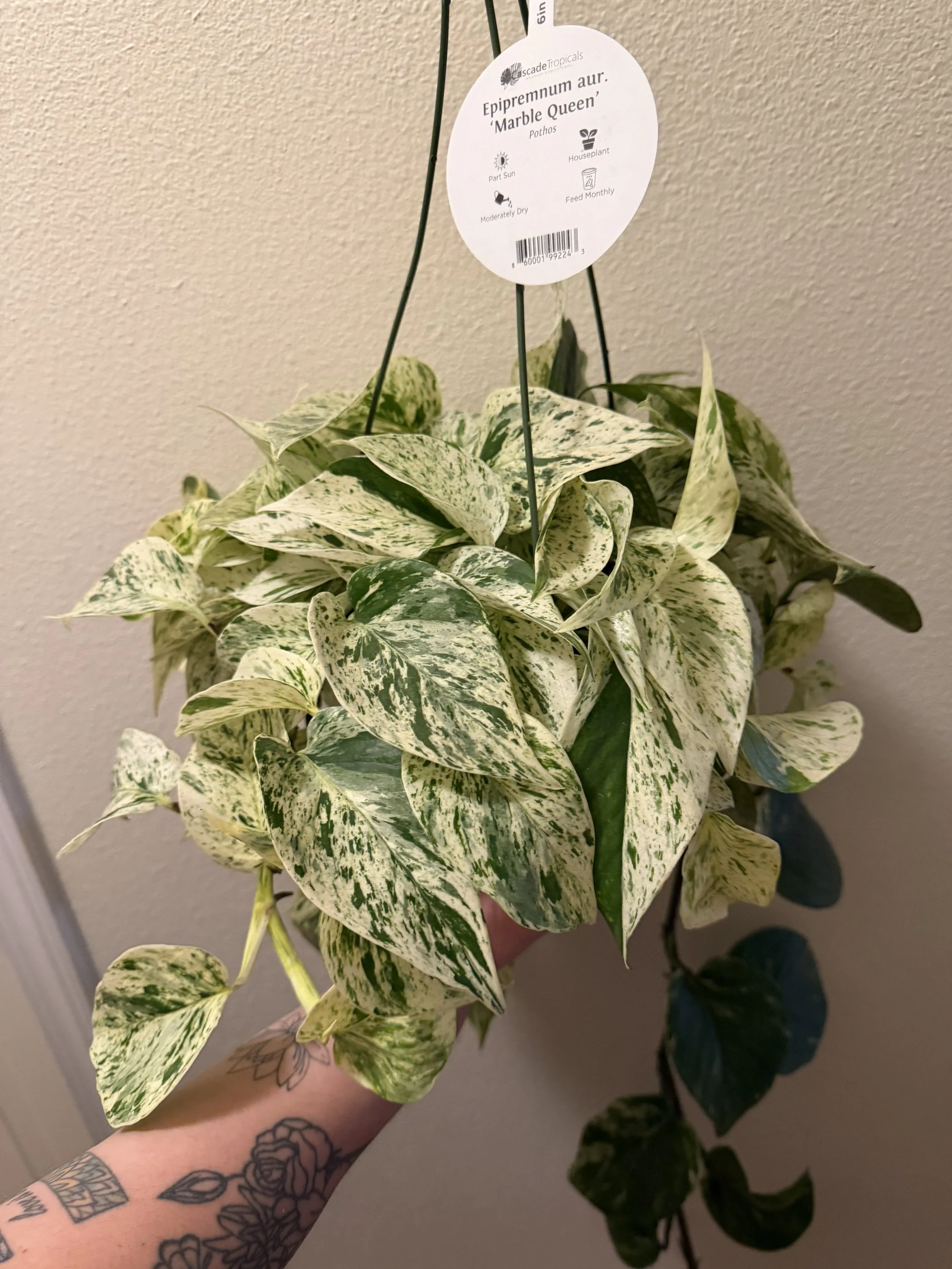 Marble Queen Pothos 6" Hanging Basket