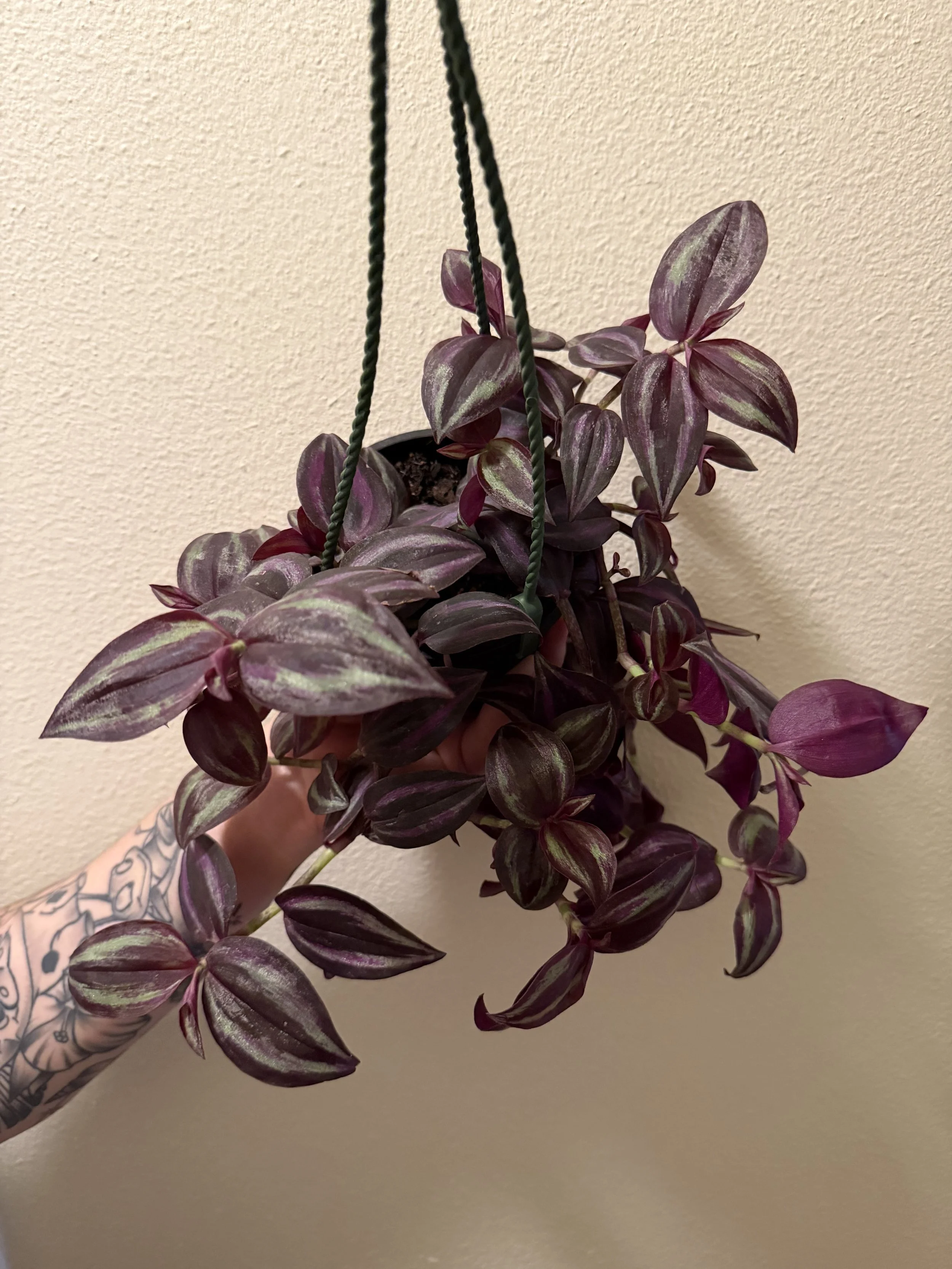 Tradescantia Zebrina Red 4"