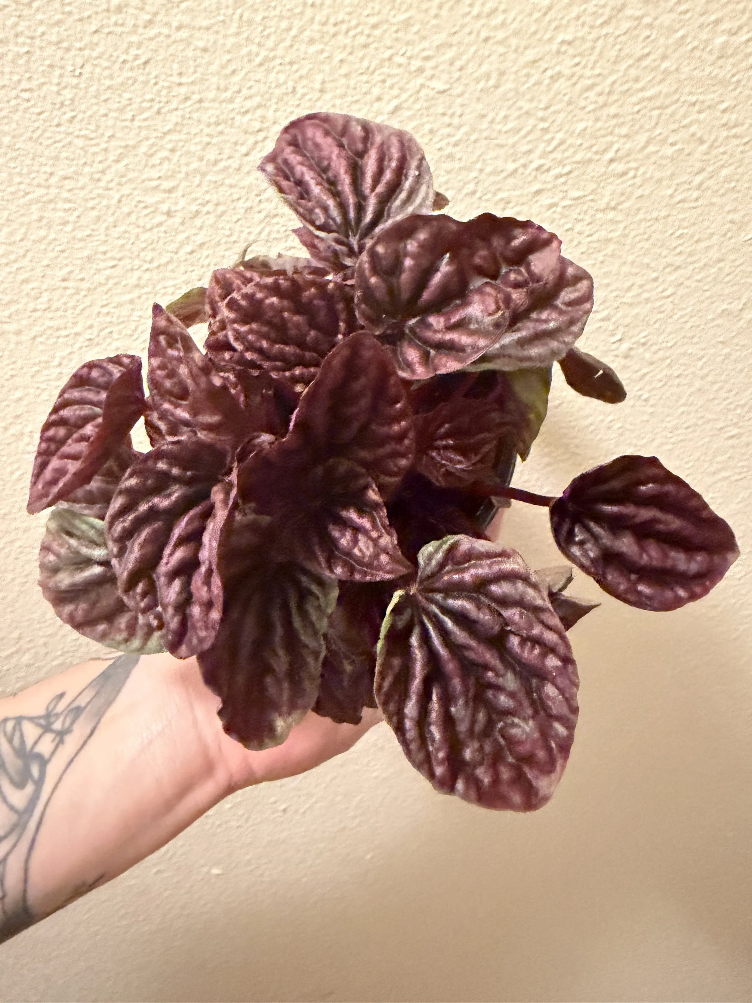 Burgundy Ripple Peperomia 4"