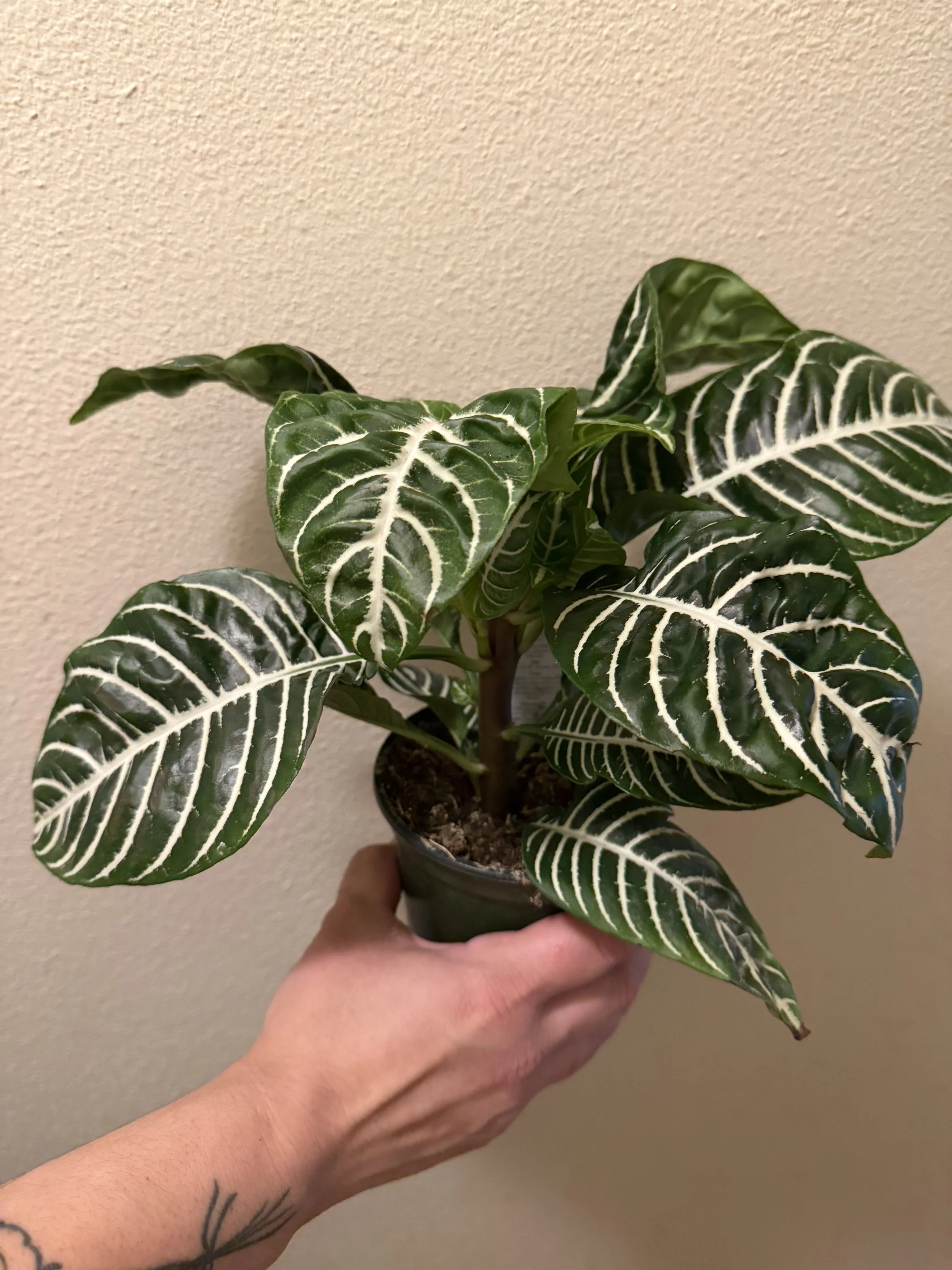 Zebra Plant 4