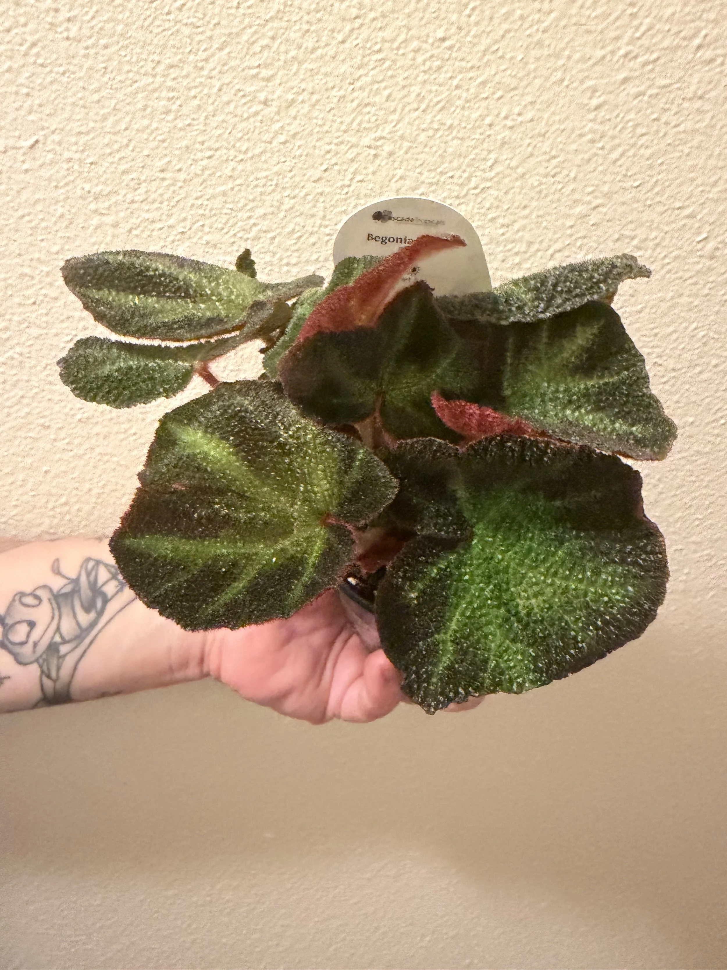 Assorted Begonia 4"