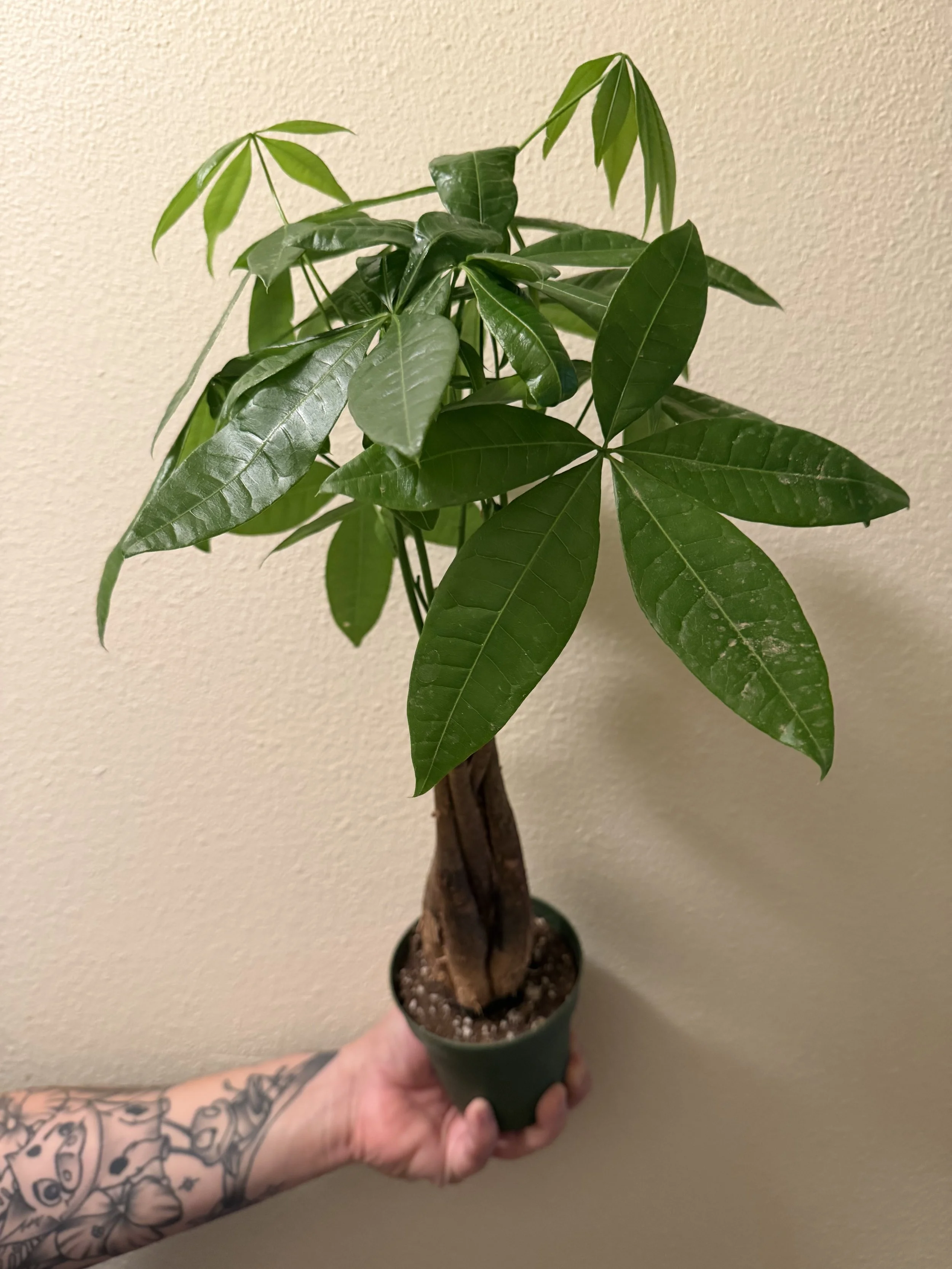 Braided Money Tree 4"