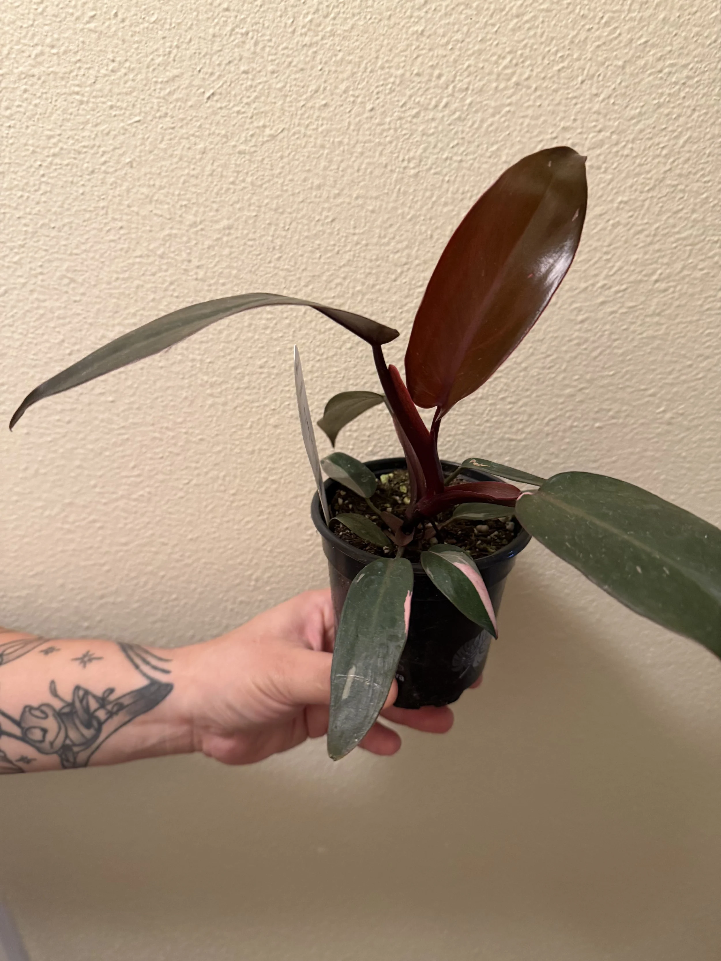 Pink Princess Philodendron 4"