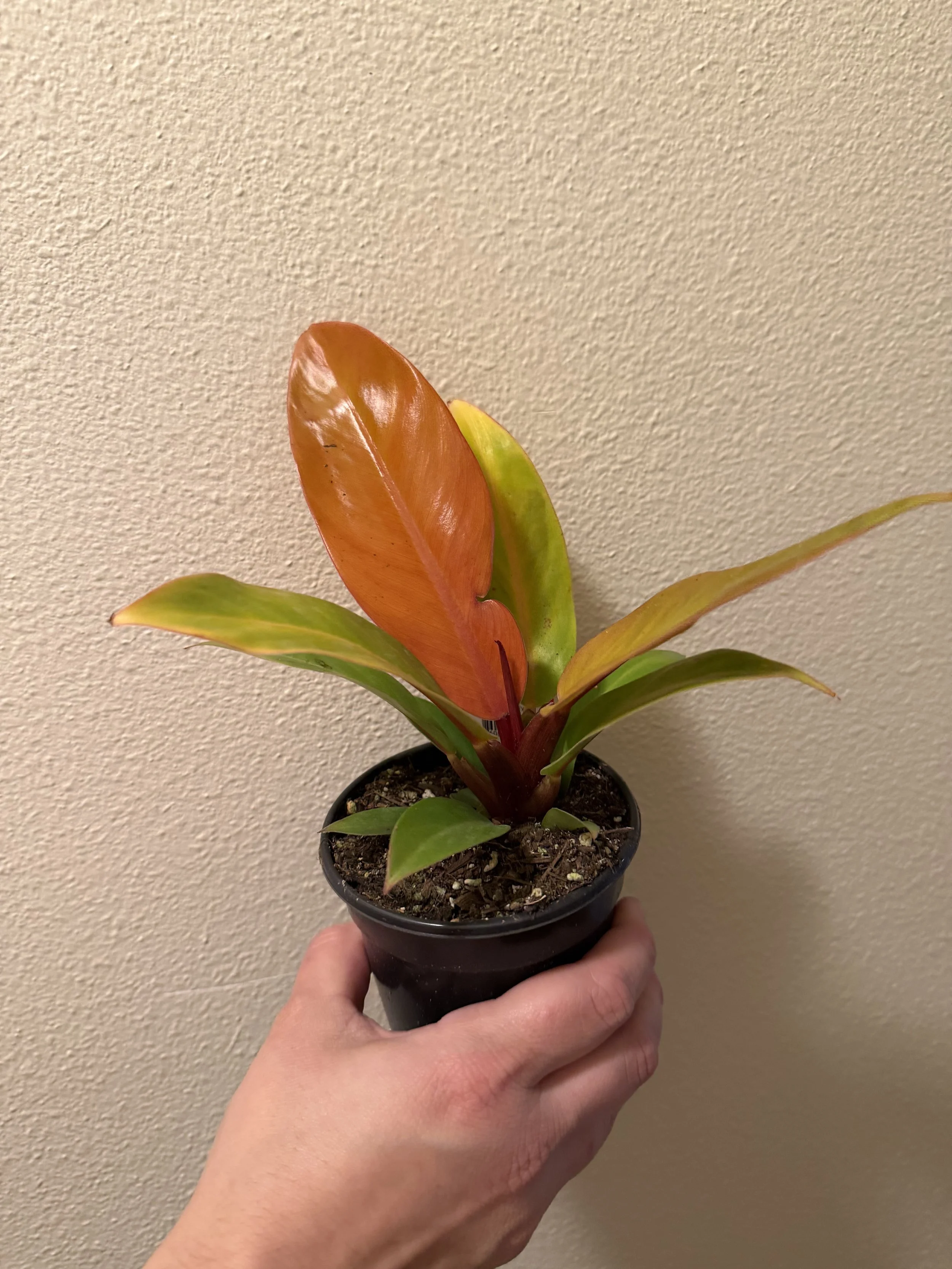 Prince of Orange Philodendron 4"