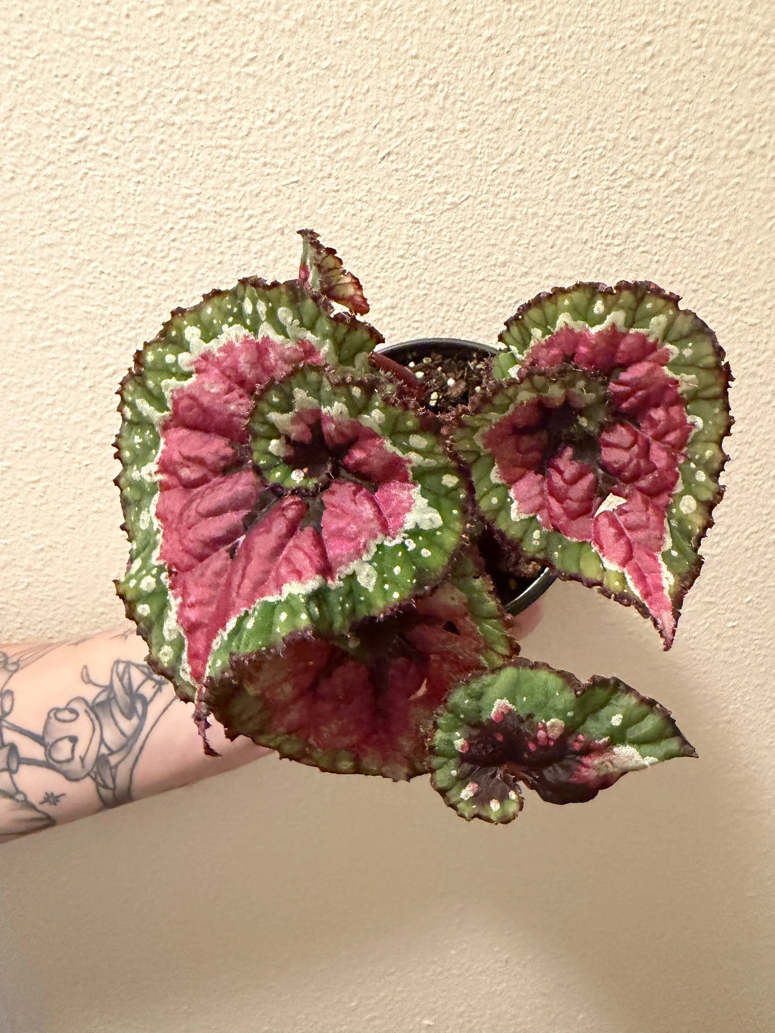 Macarena Begonia 4"
