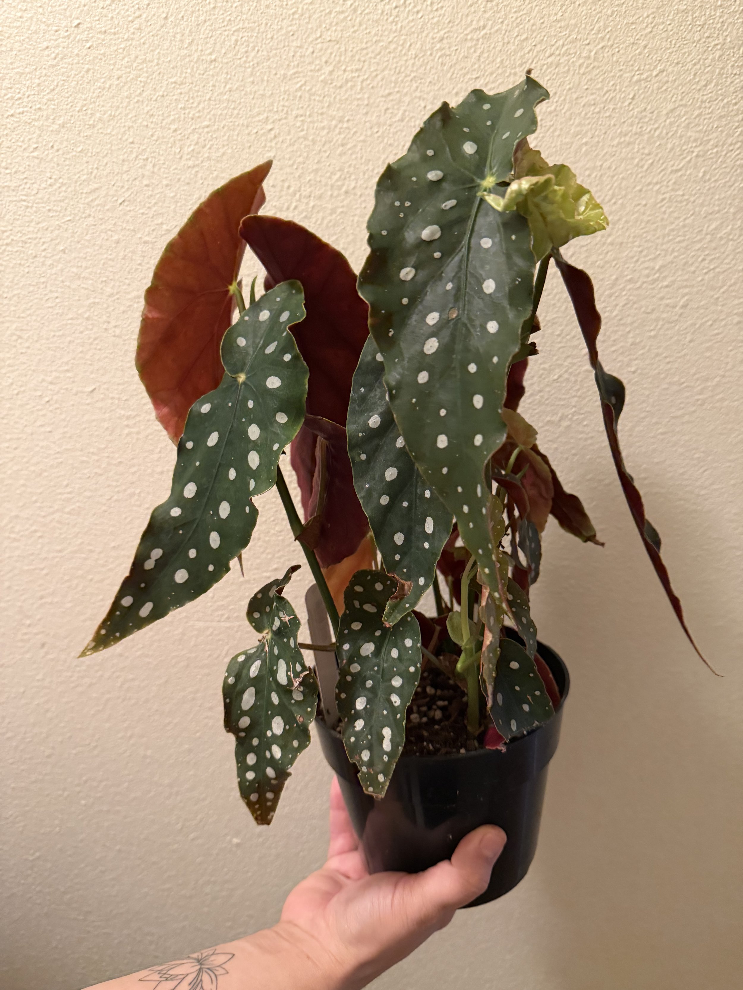 Polka Dot Begonia 6