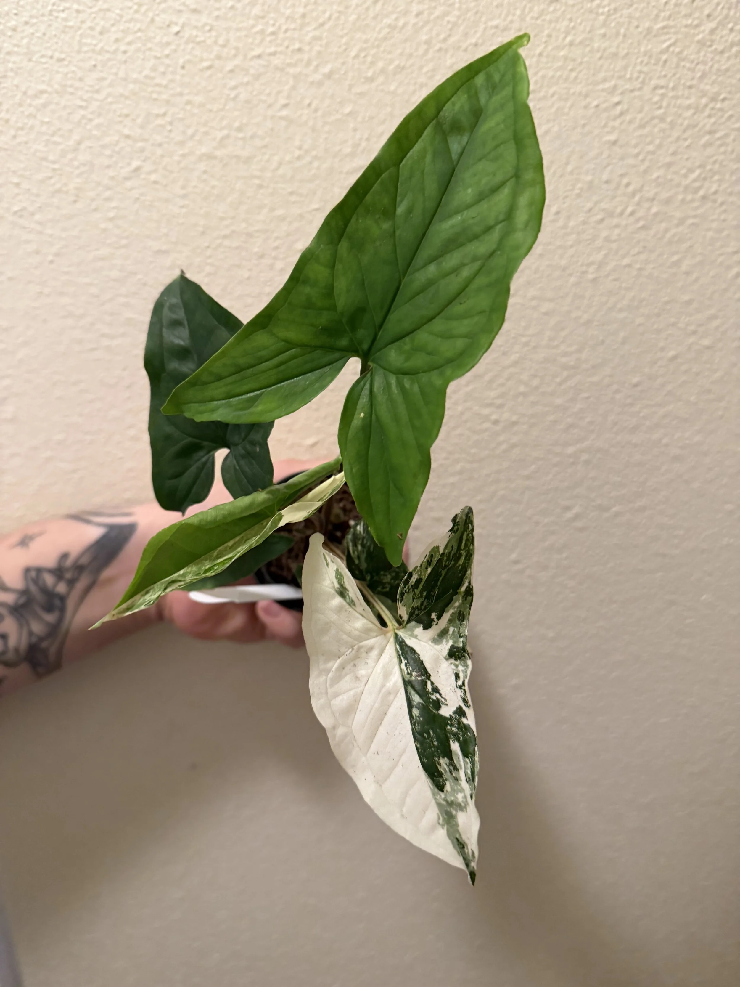 Variegated Syngonium 2"