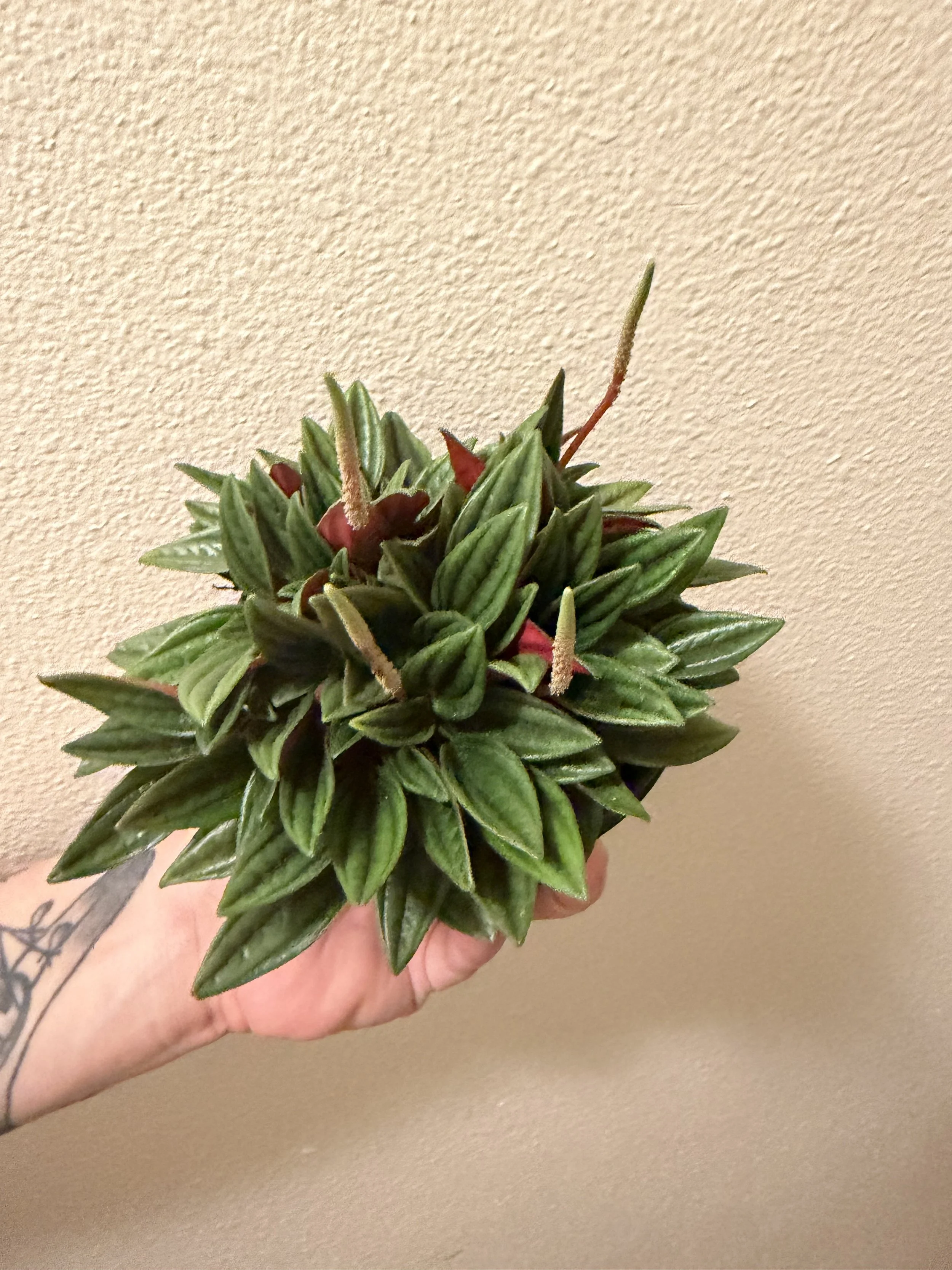 Peperomia Rosso 4"