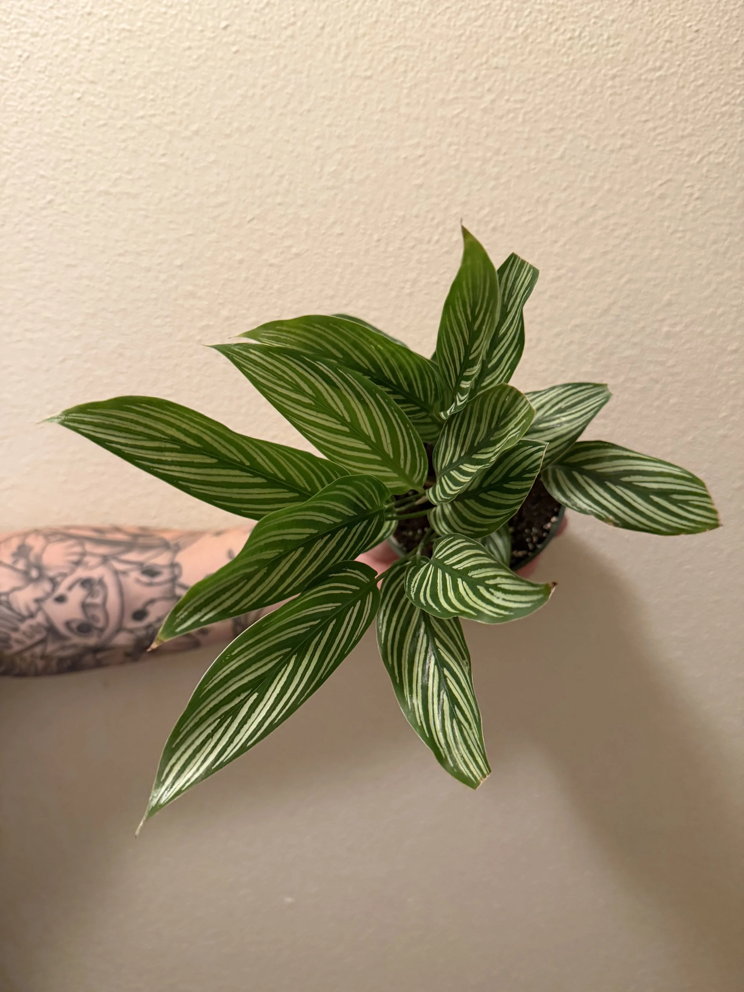 Vittata Prayer Plant 4"