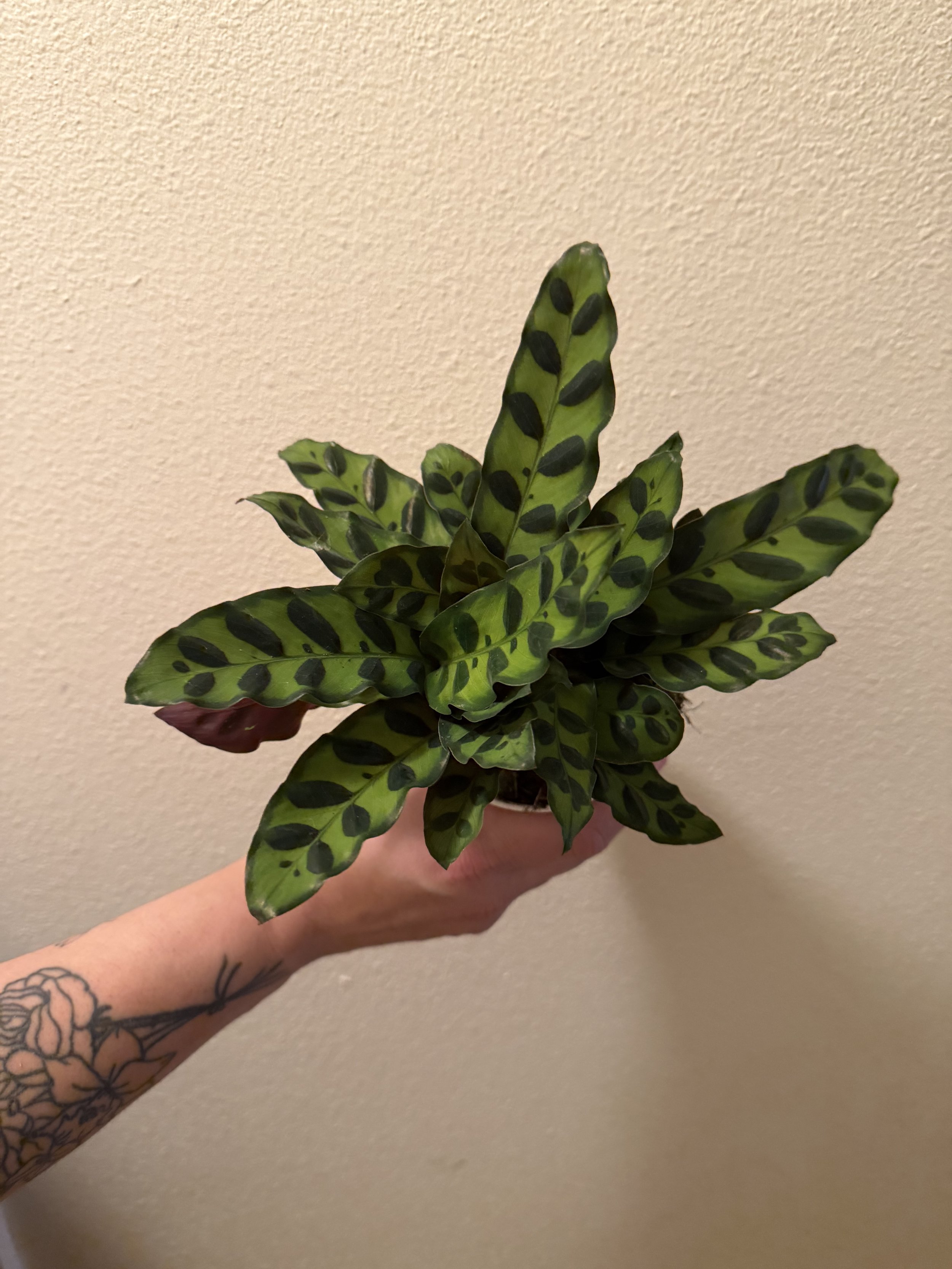 Rattlesnake Calathea/Prayer Plant 4"